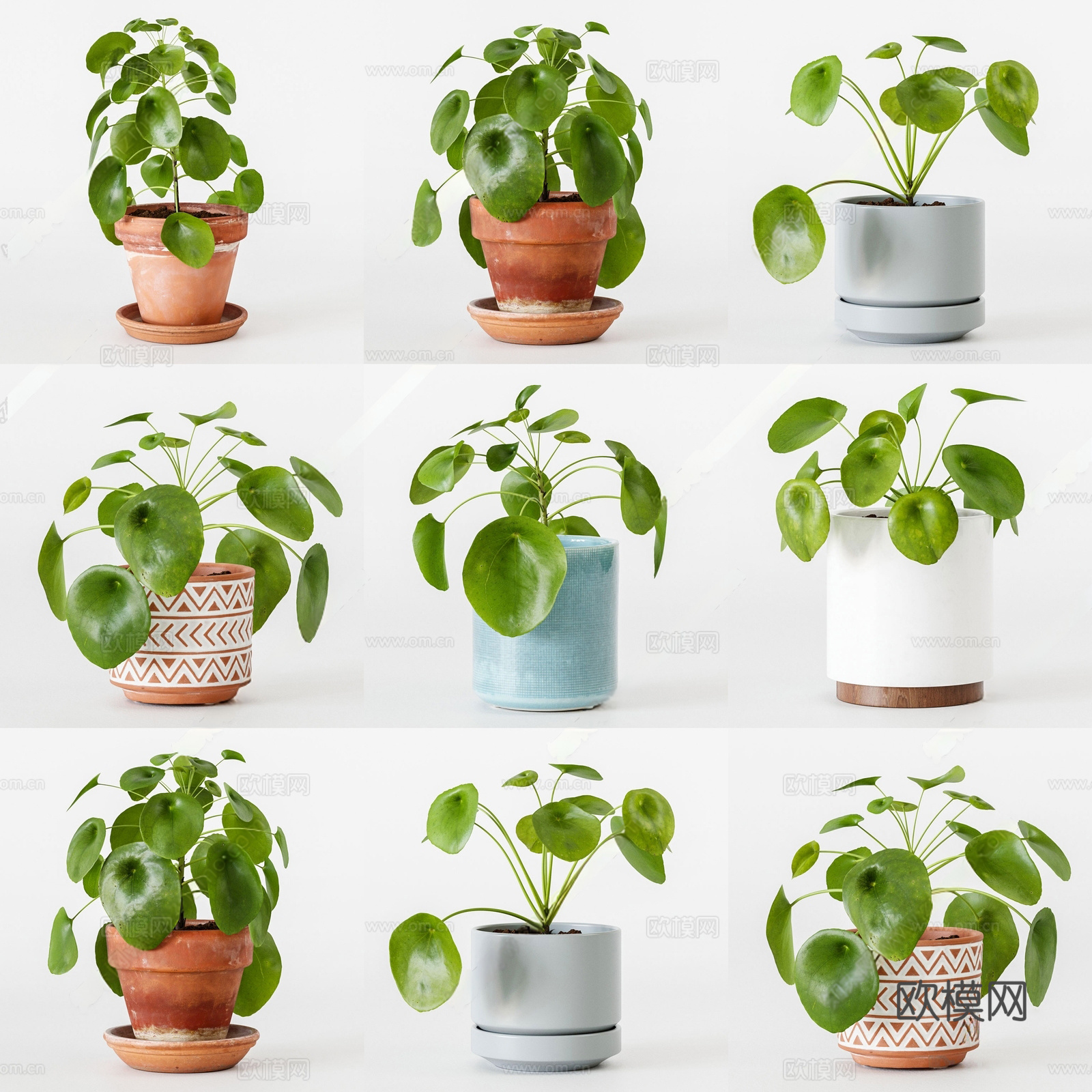 现代盆栽 绿萝盆栽 绿植 花盆3d模型
