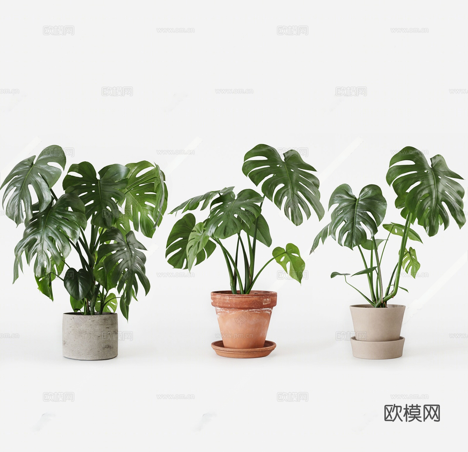 现代植物盆栽 龟背竹 大叶子植物 绿植 花盆 龟背竹花盆3d模型