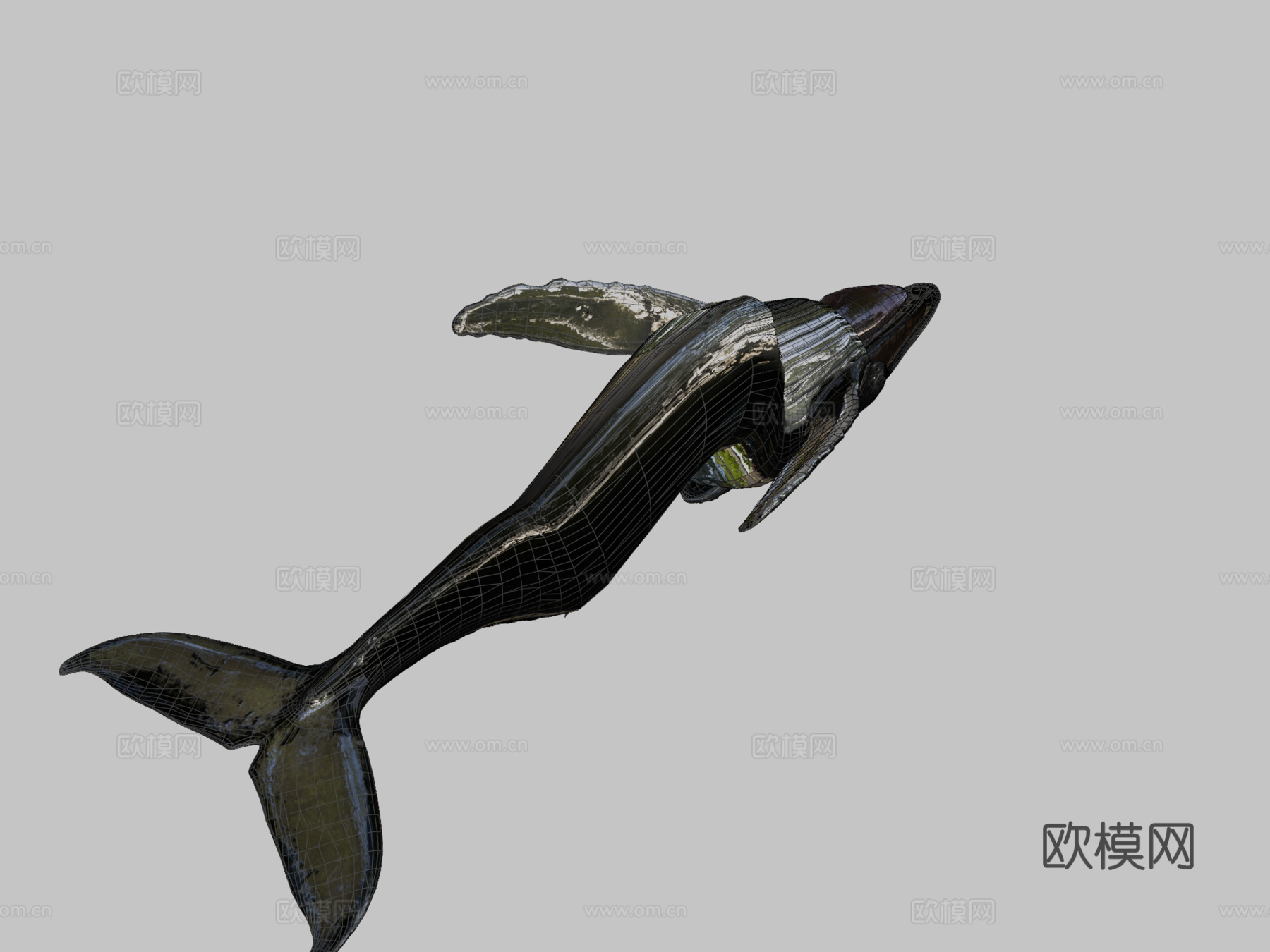 座头鲸3d模型