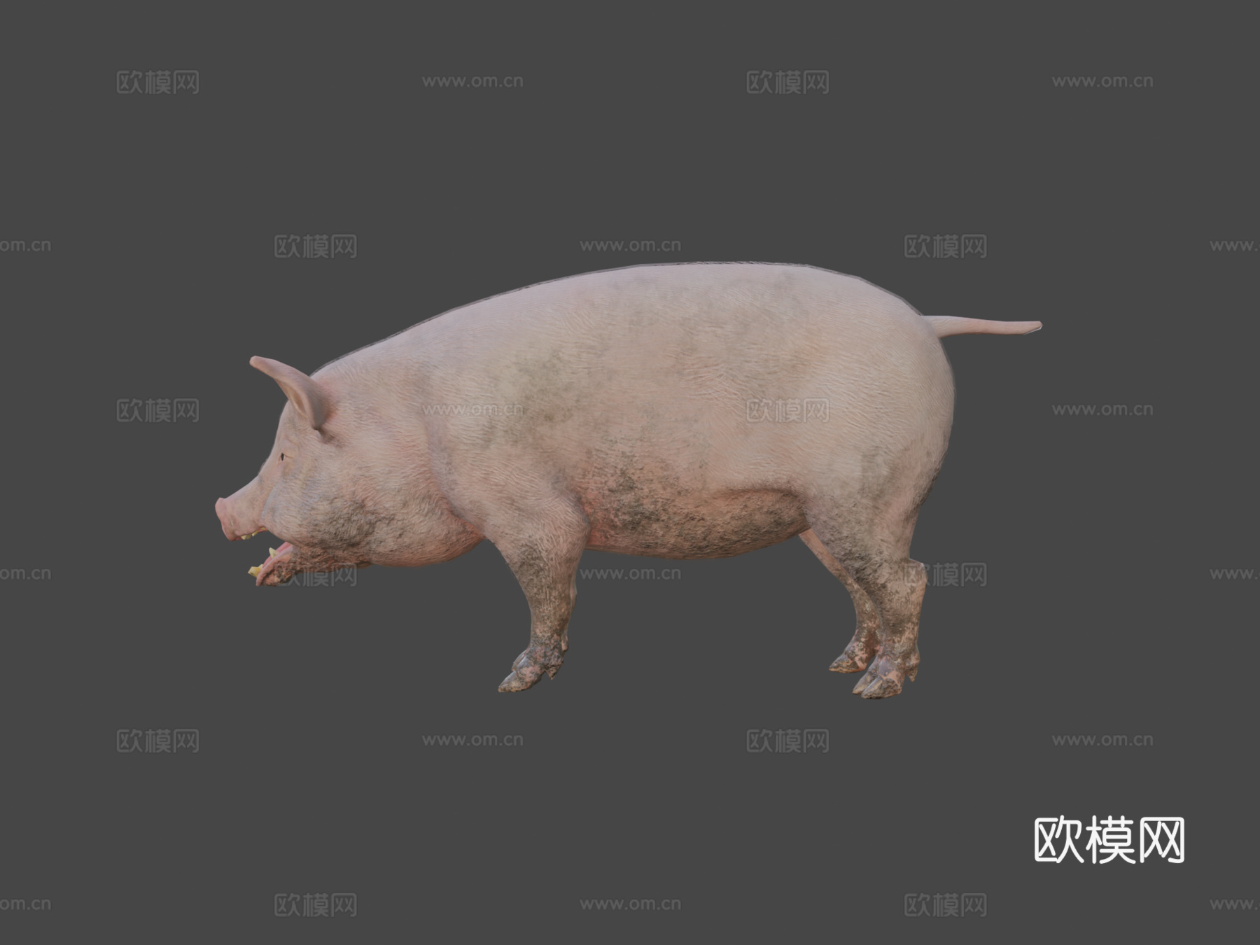 猪动画3d模型