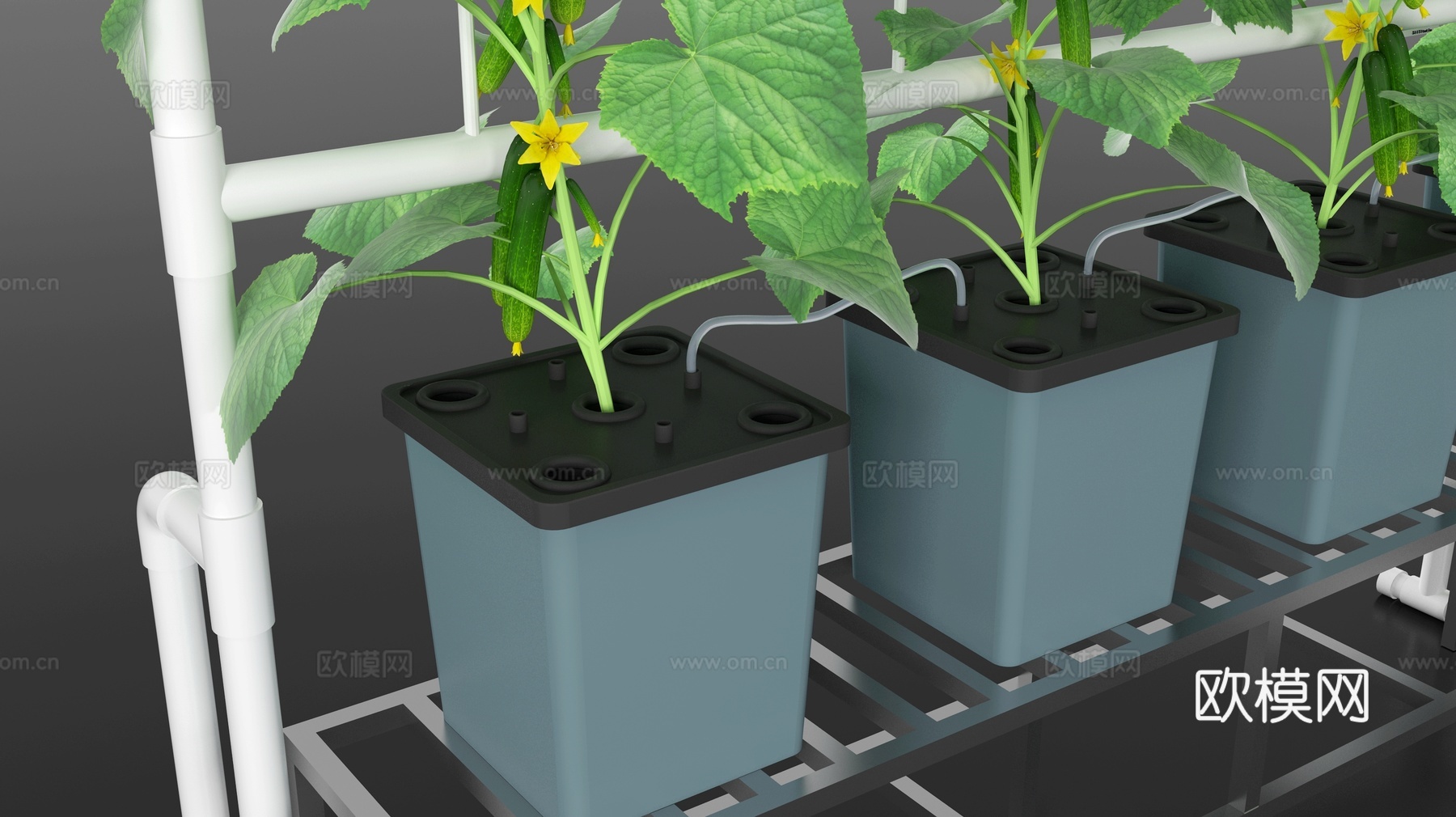 现代 黄瓜水培设备 黄瓜种植设备 水培蔬菜 栽培设备 种植箱3d模型