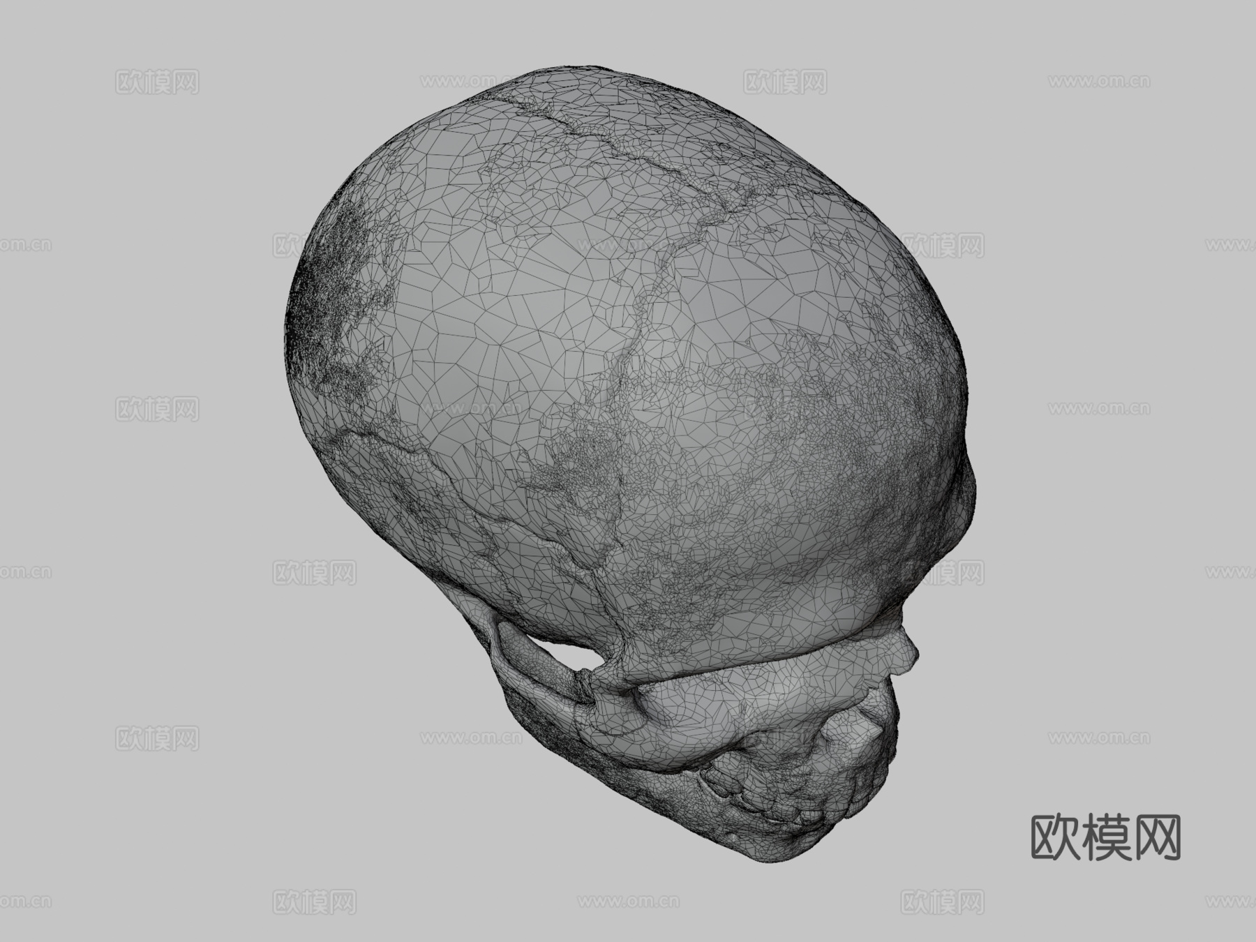 人类头骨-人类颅骨3d模型