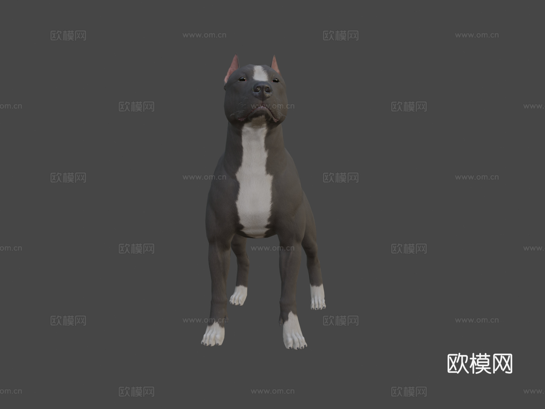比特犬3d模型
