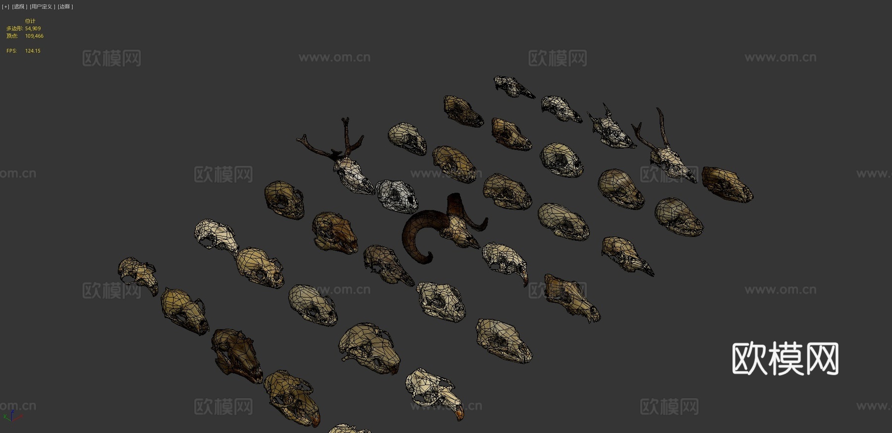低多边形动物头骨-13d模型
