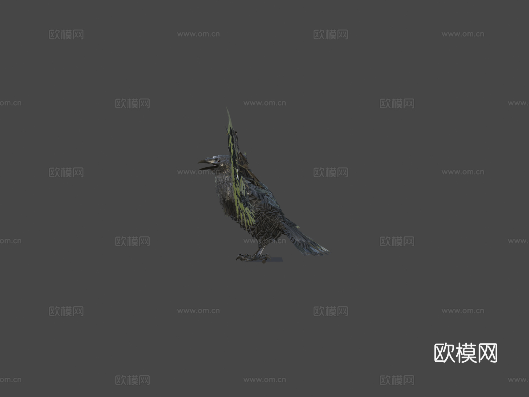 美洲乌鸦3d模型