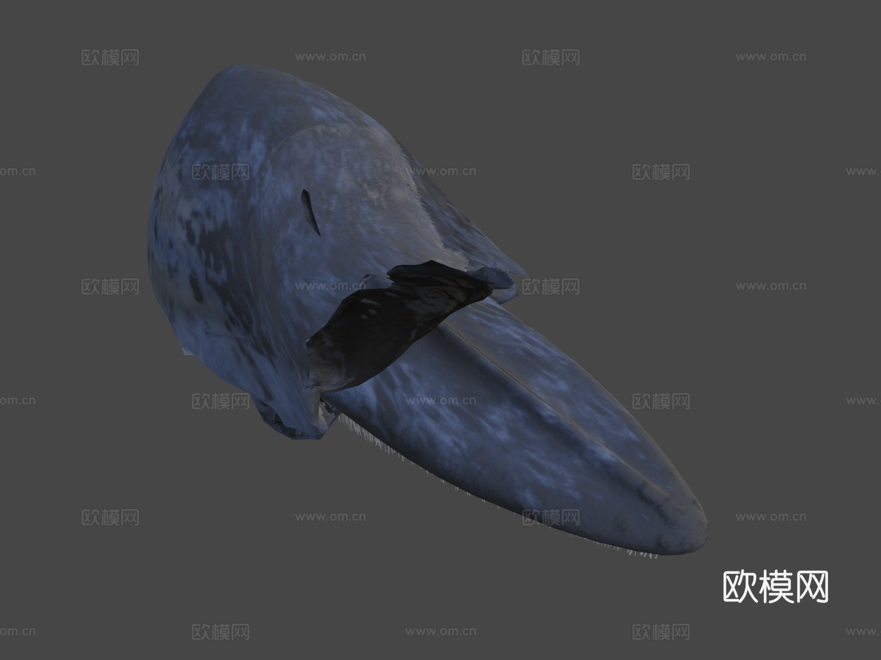 蓝鲸3d模型