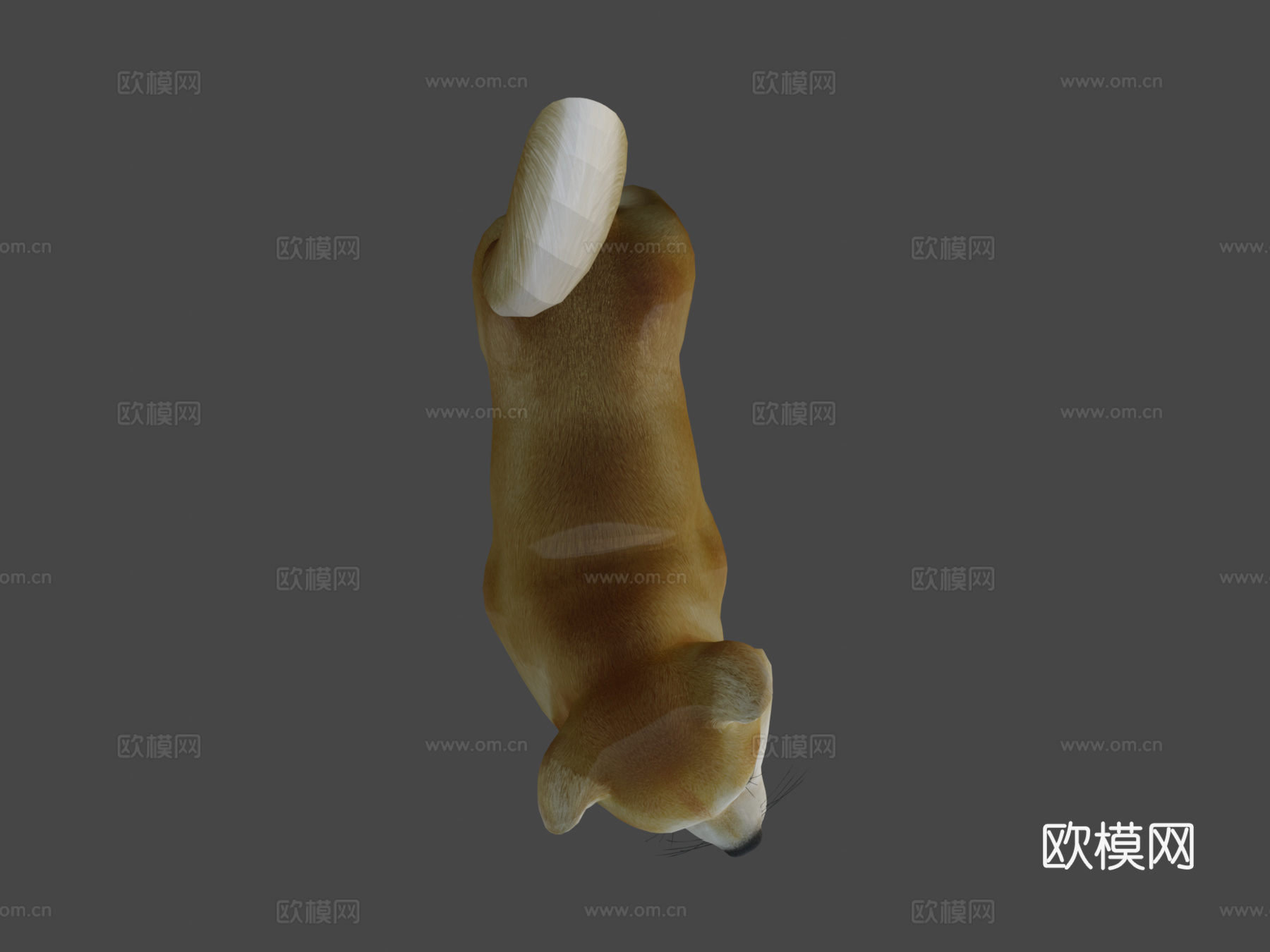 动画狗，柴犬3d模型
