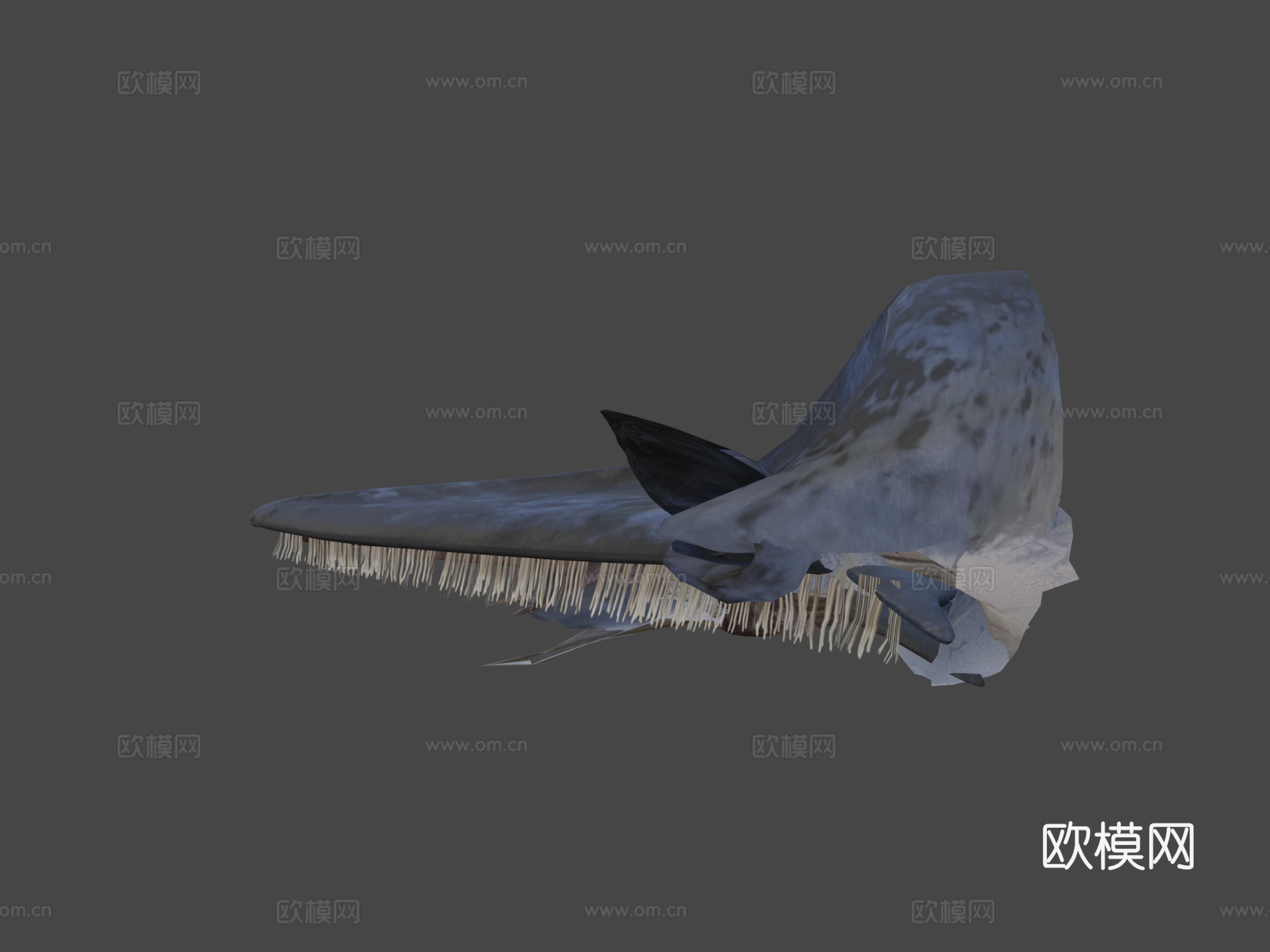蓝鲸3d模型