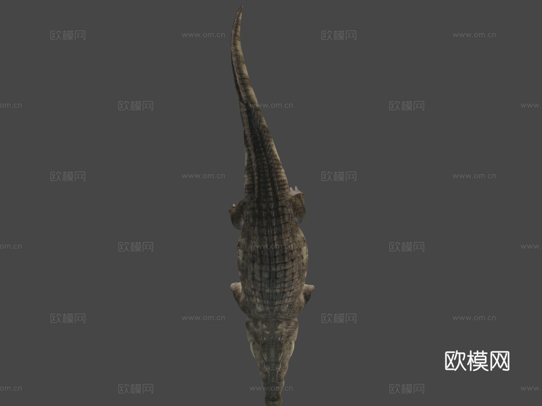 尼罗鳄游泳3d模型