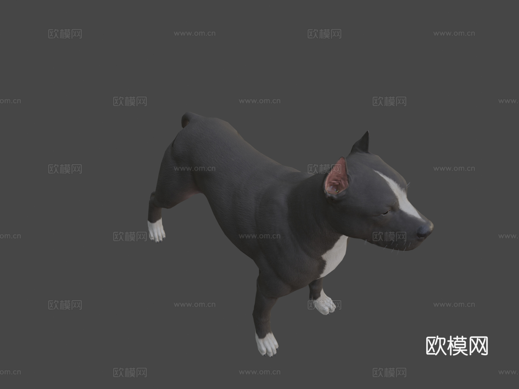 比特犬3d模型