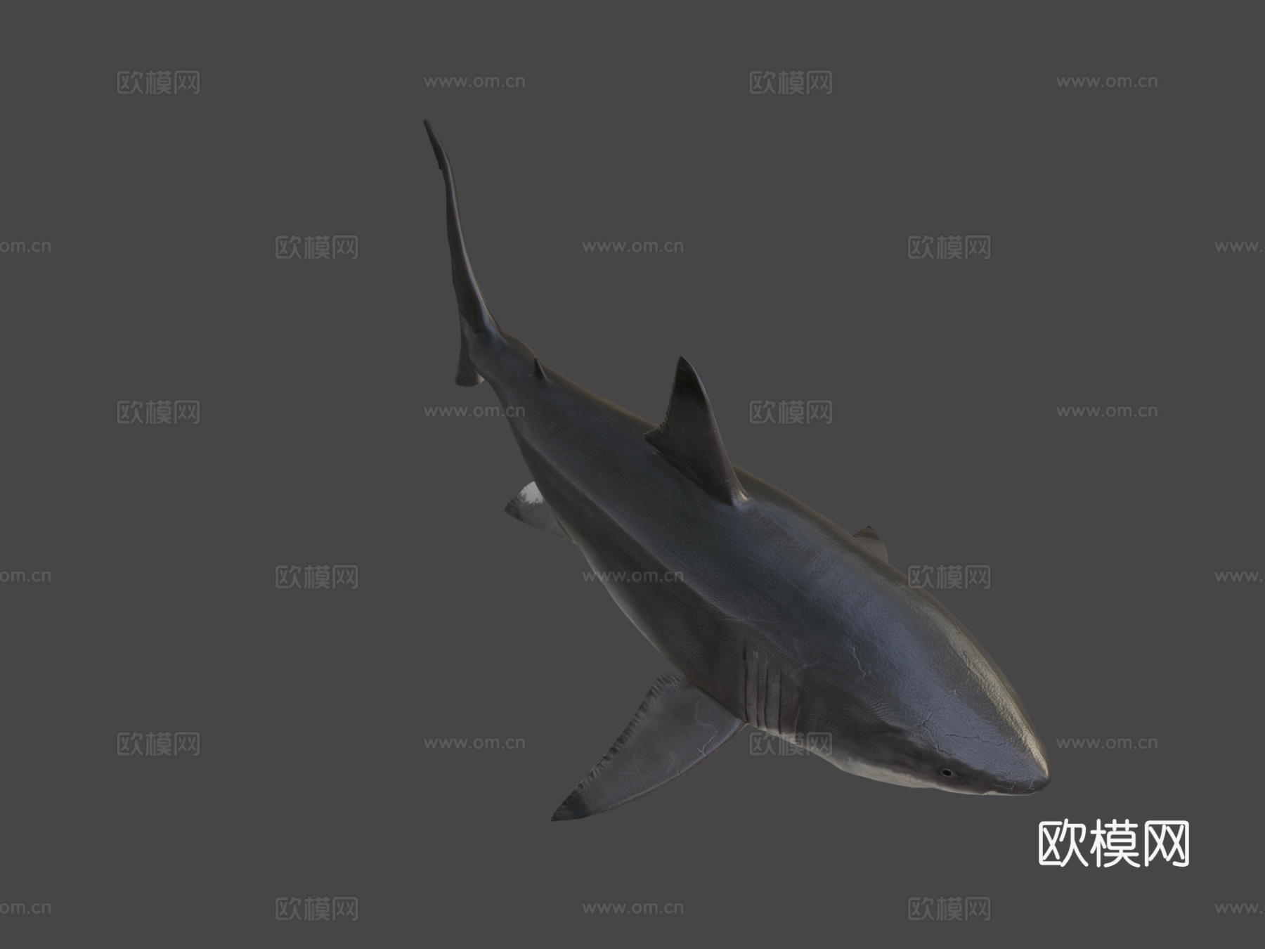 巨齿鲨3d模型