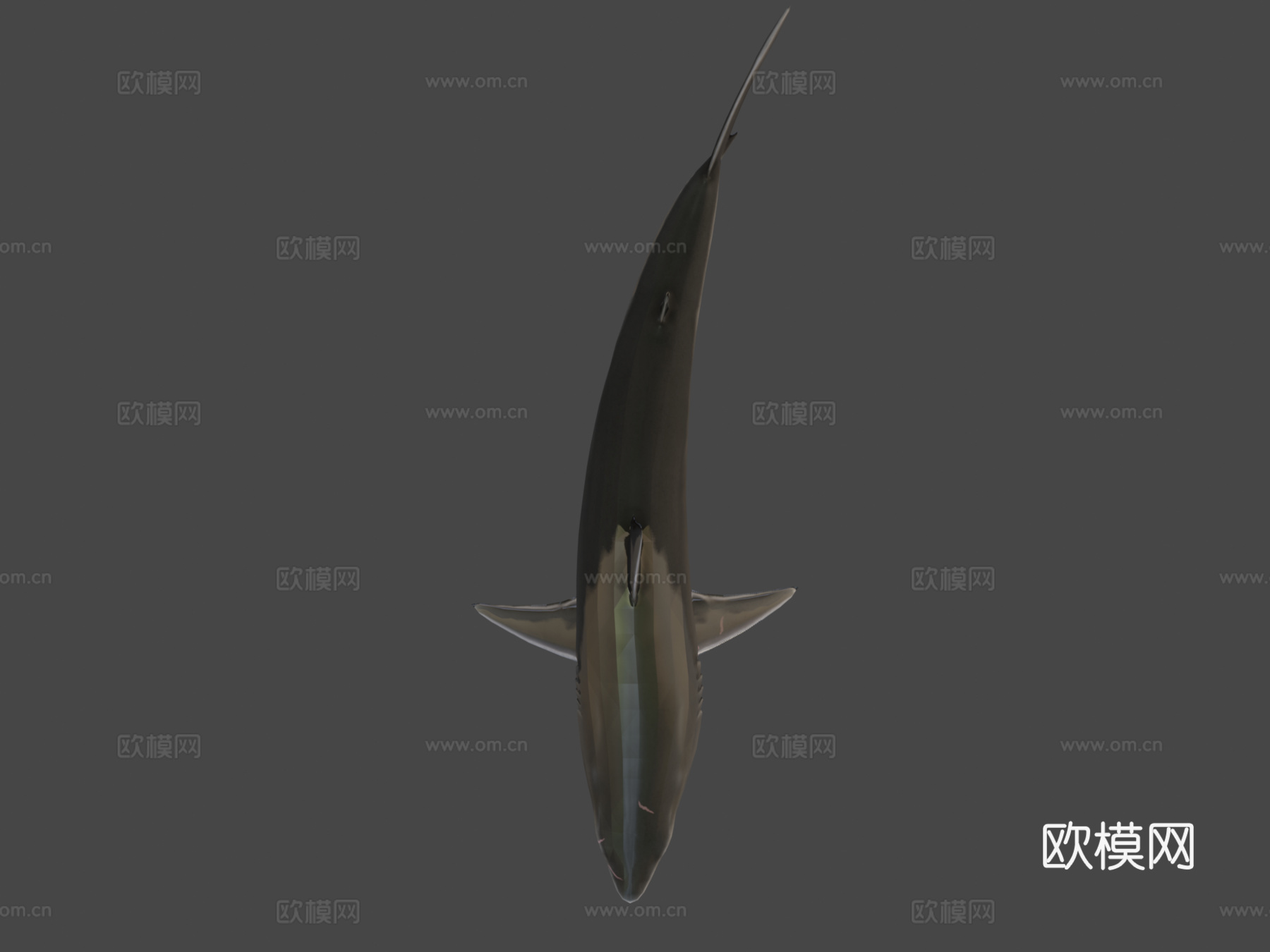 大白鲨3d模型