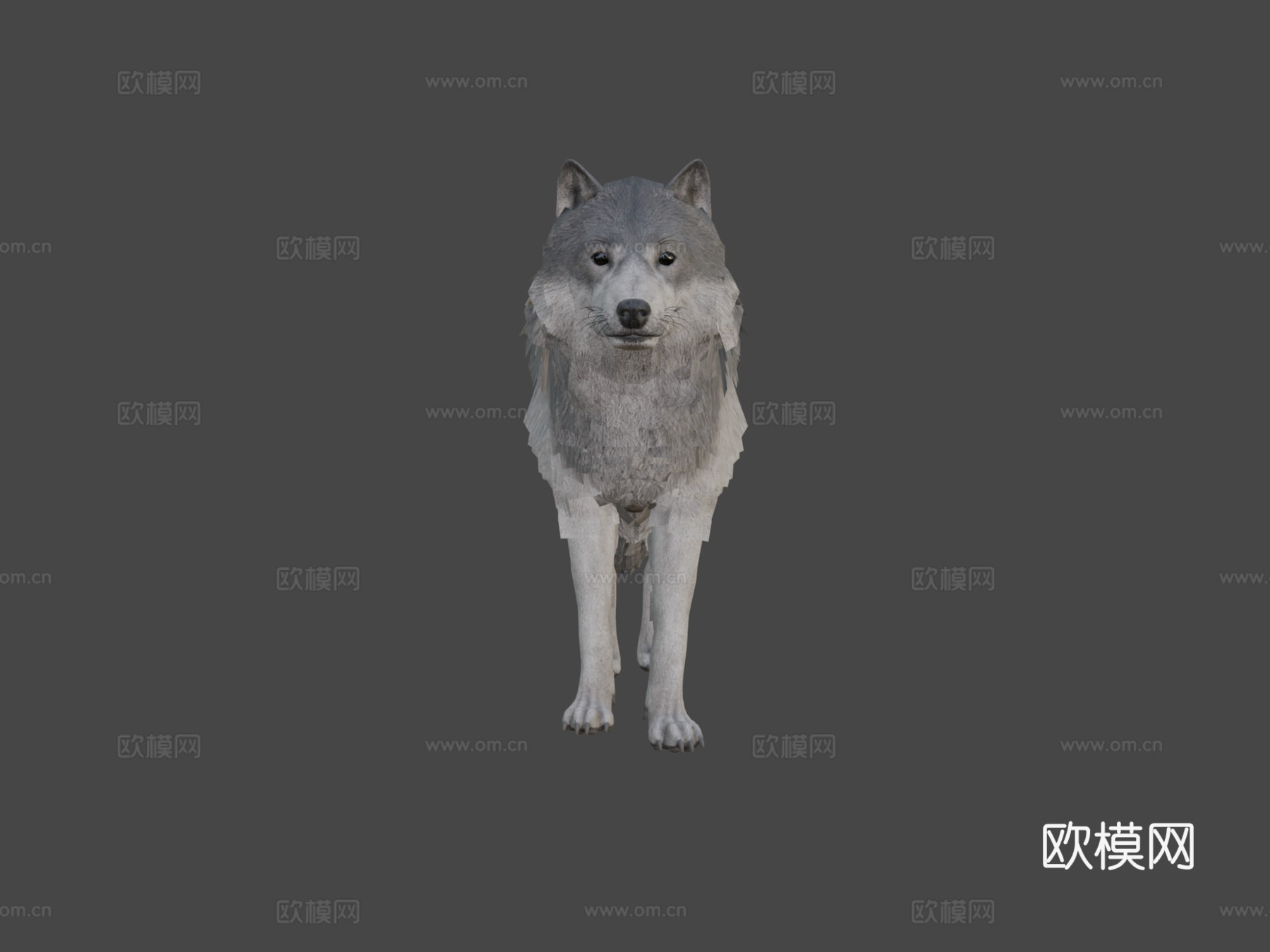 真实狼3d模型