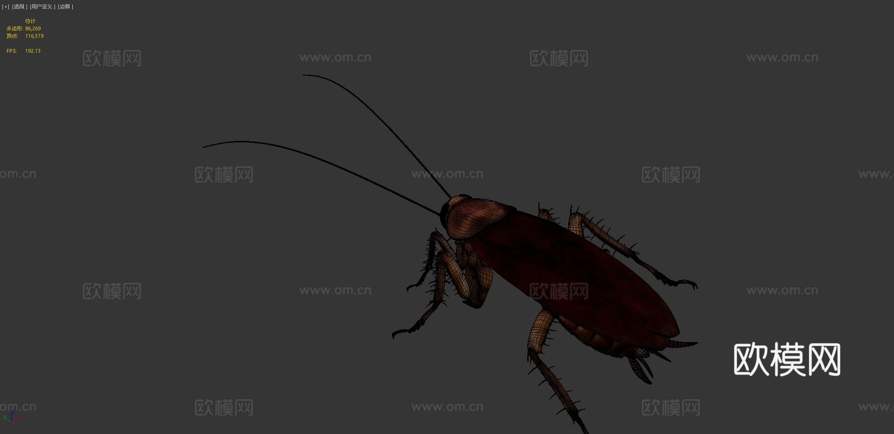 美洲蟑螂3d模型