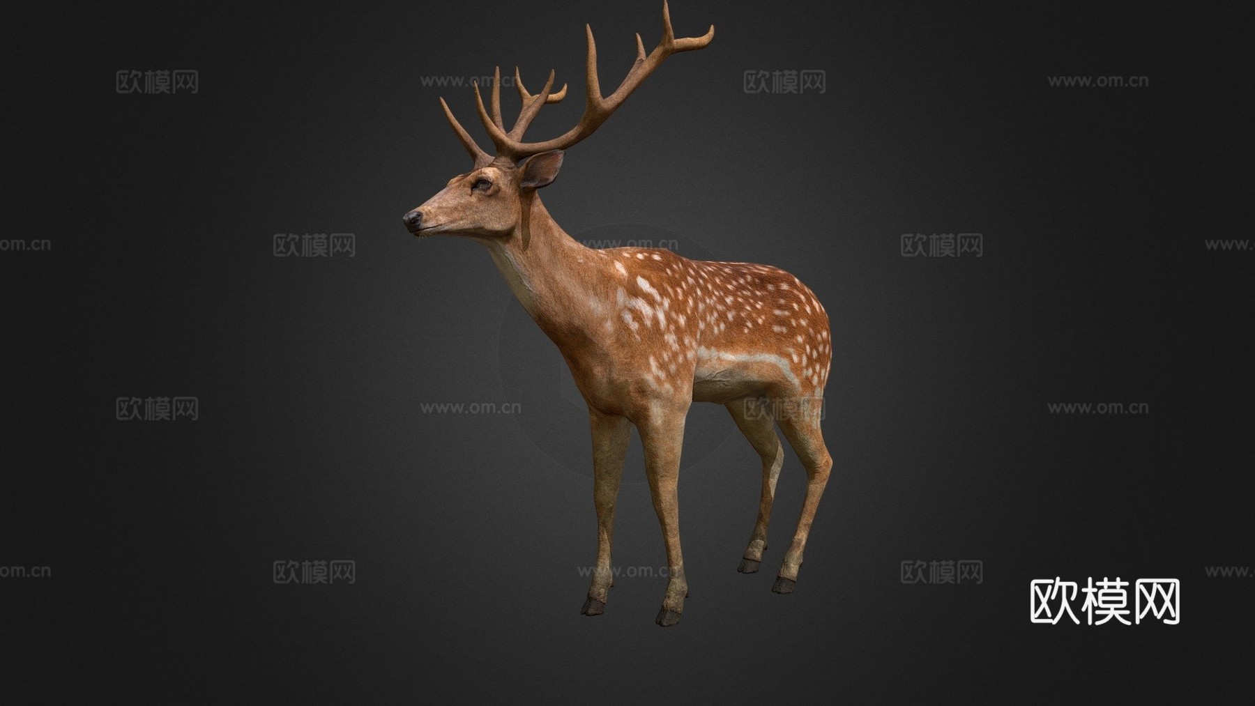 雄鹿3d模型