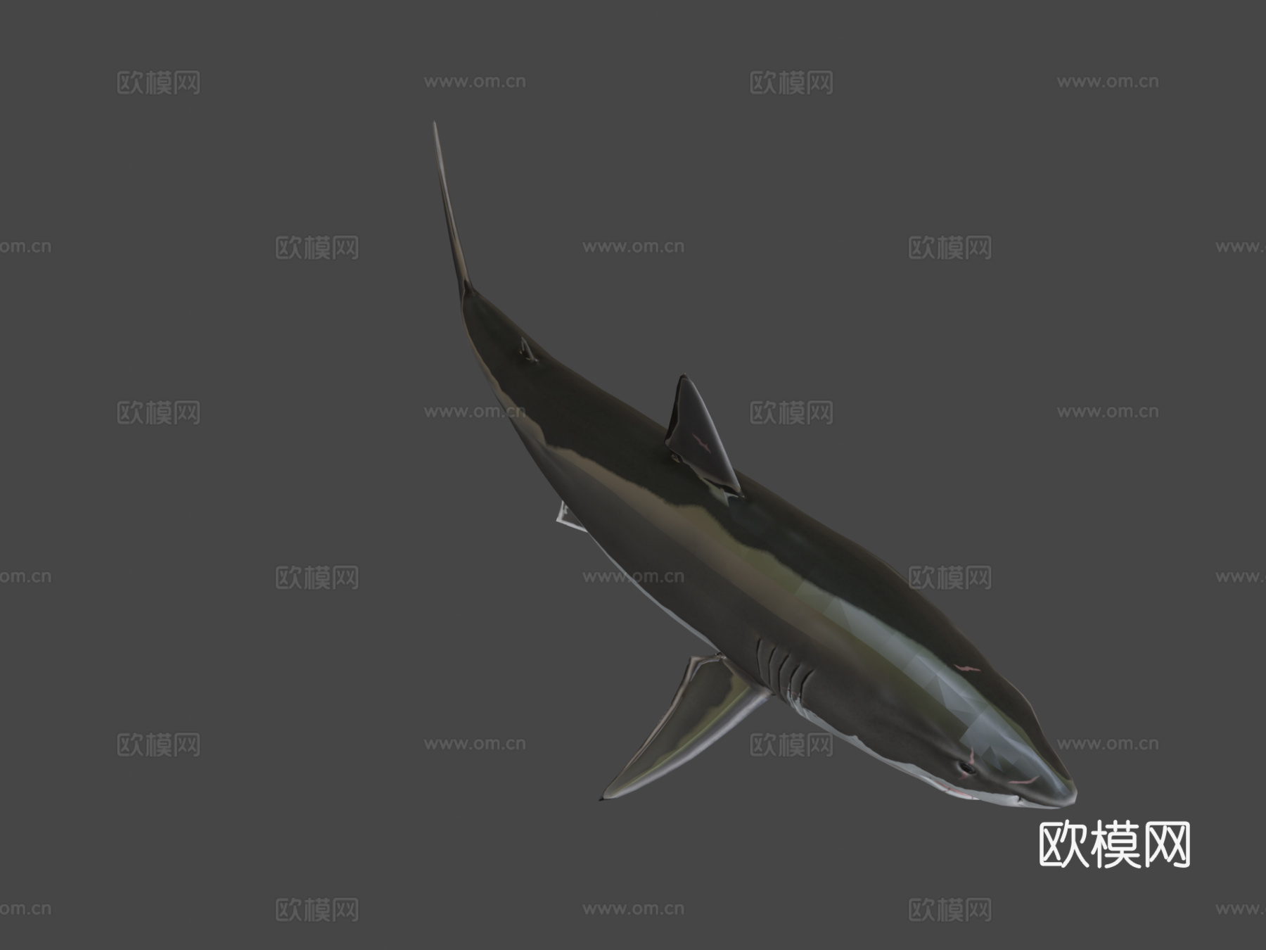 大白鲨3d模型