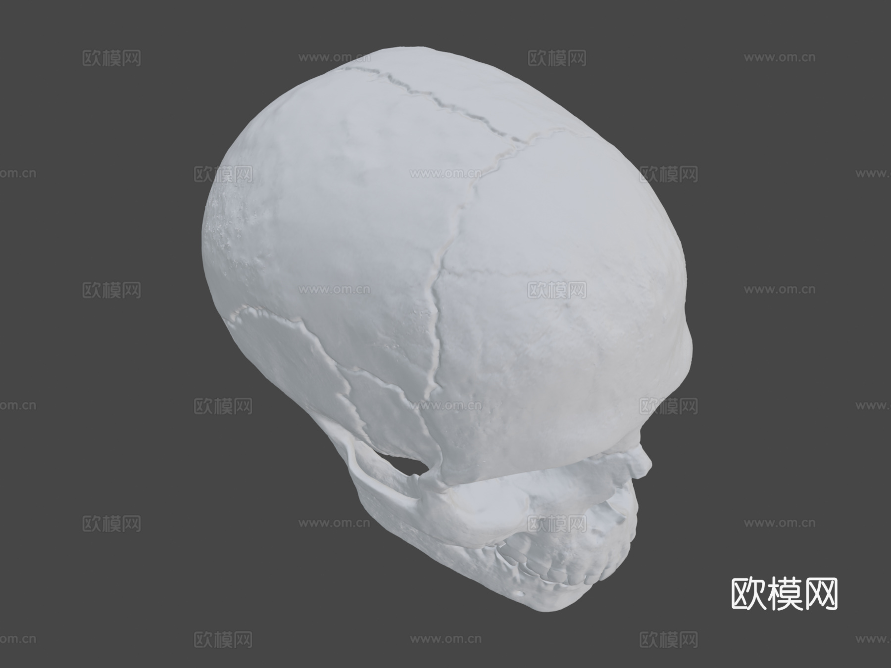 人类头骨-人类颅骨3d模型