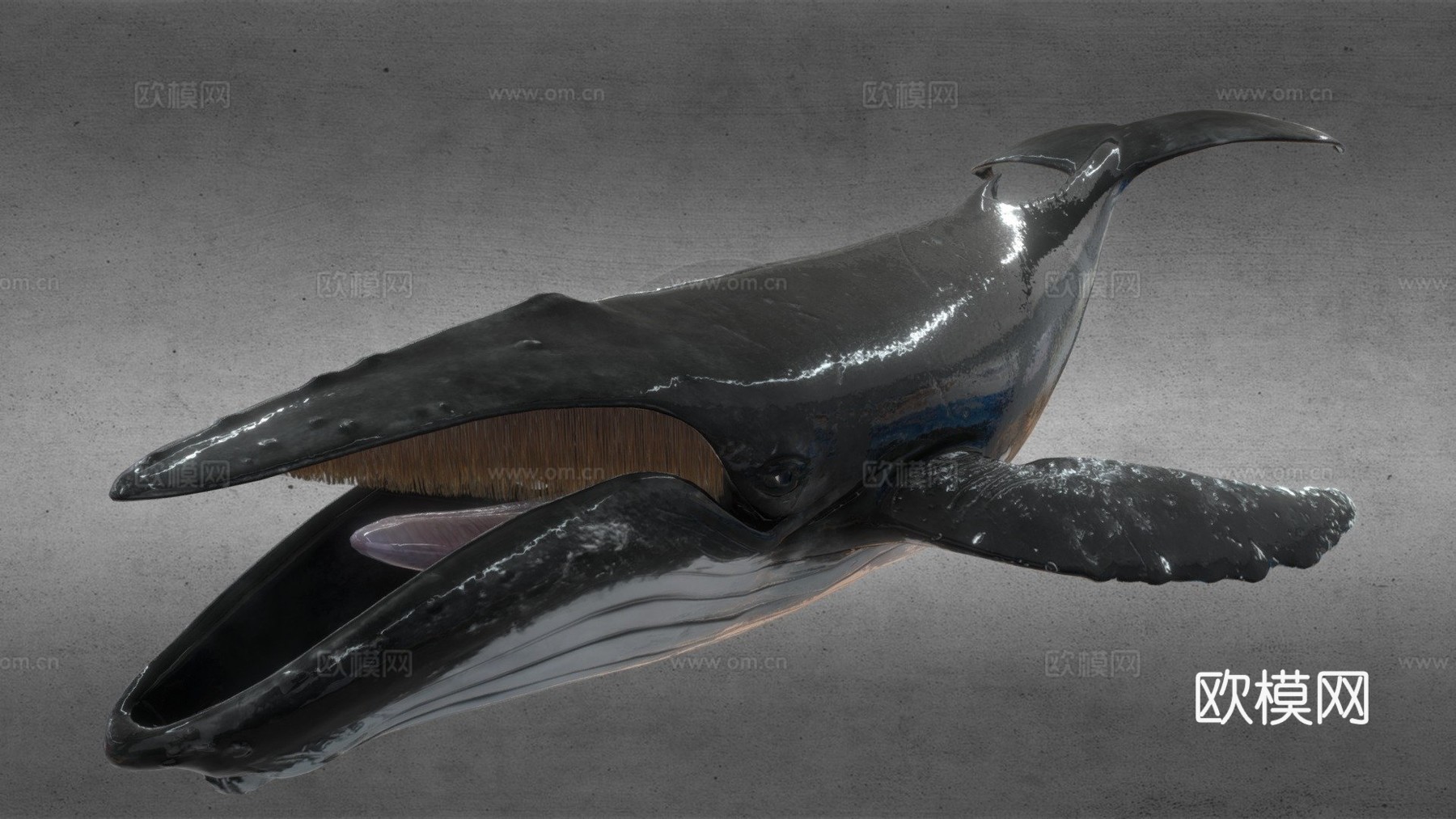 座头鲸3d模型