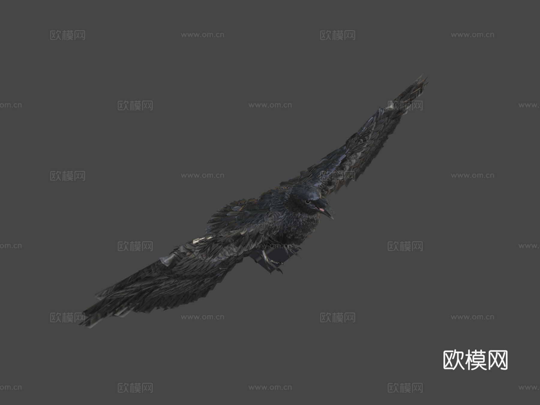 美洲乌鸦3d模型