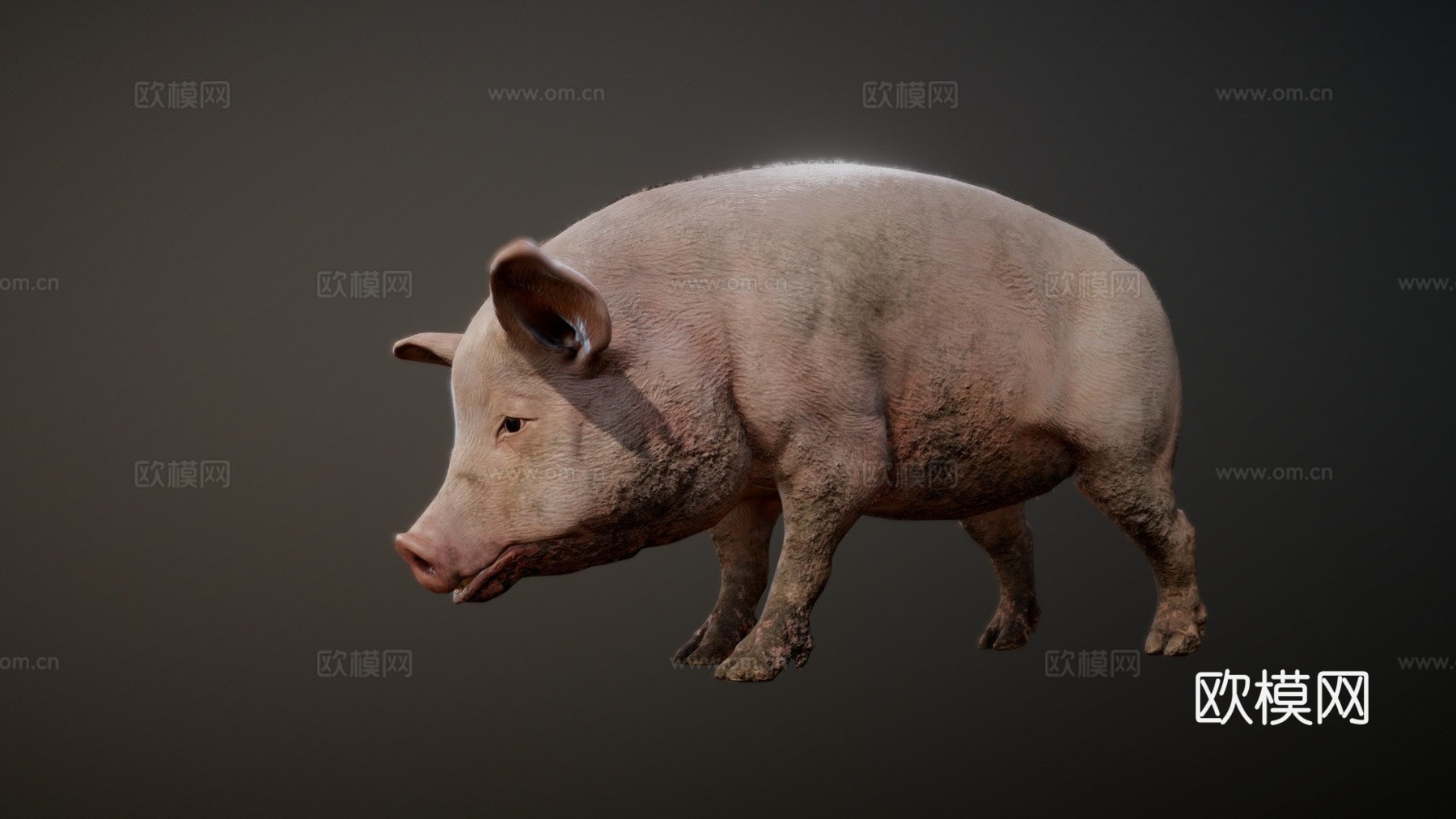 猪动画3d模型