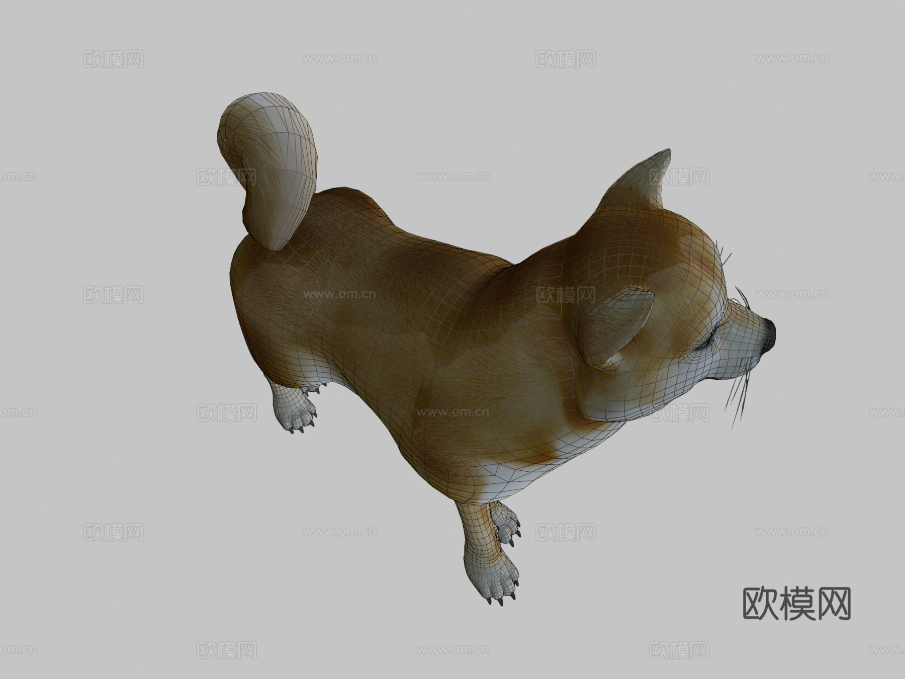动画狗，柴犬3d模型