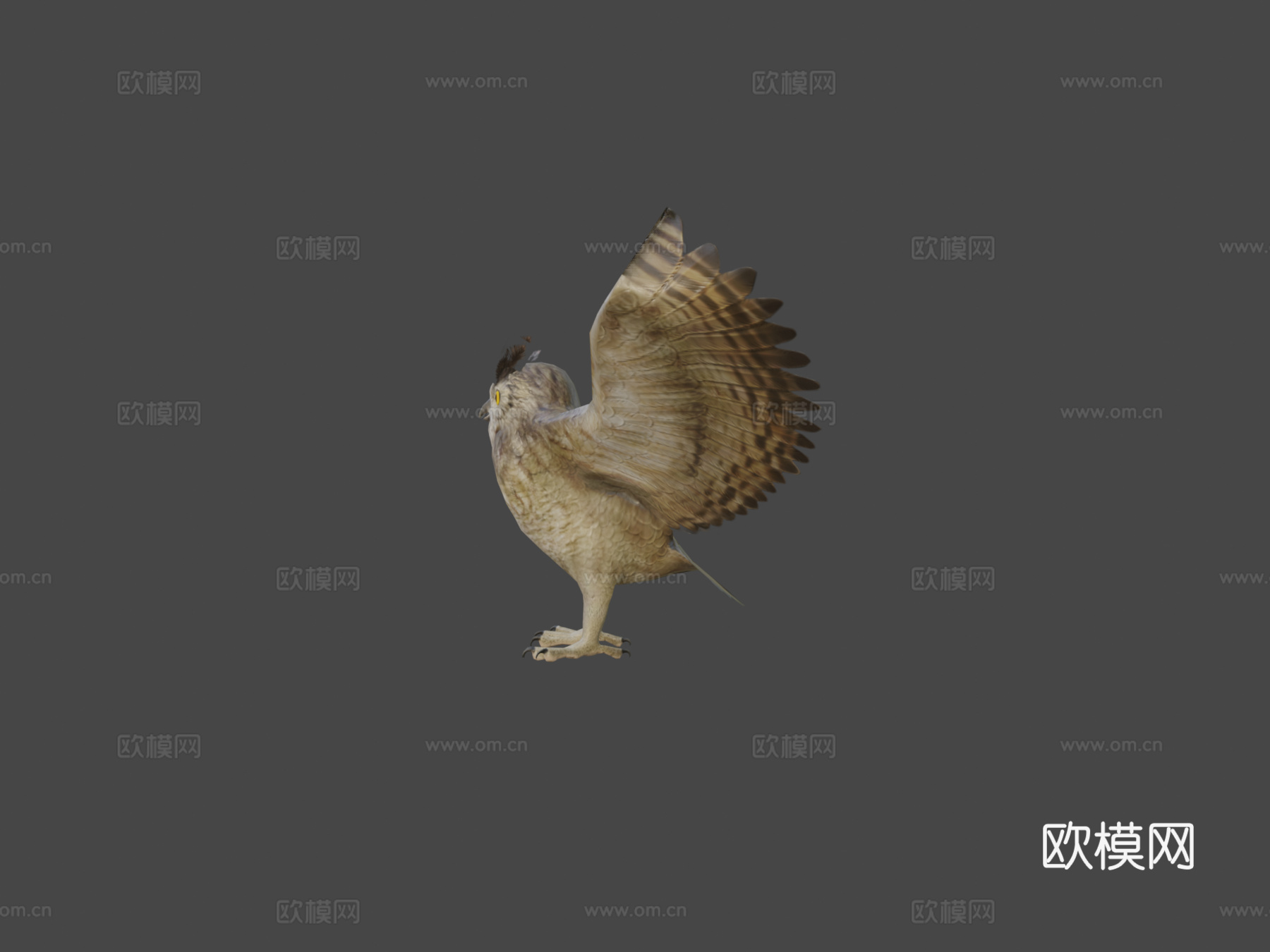 大角鸮动画3d模型