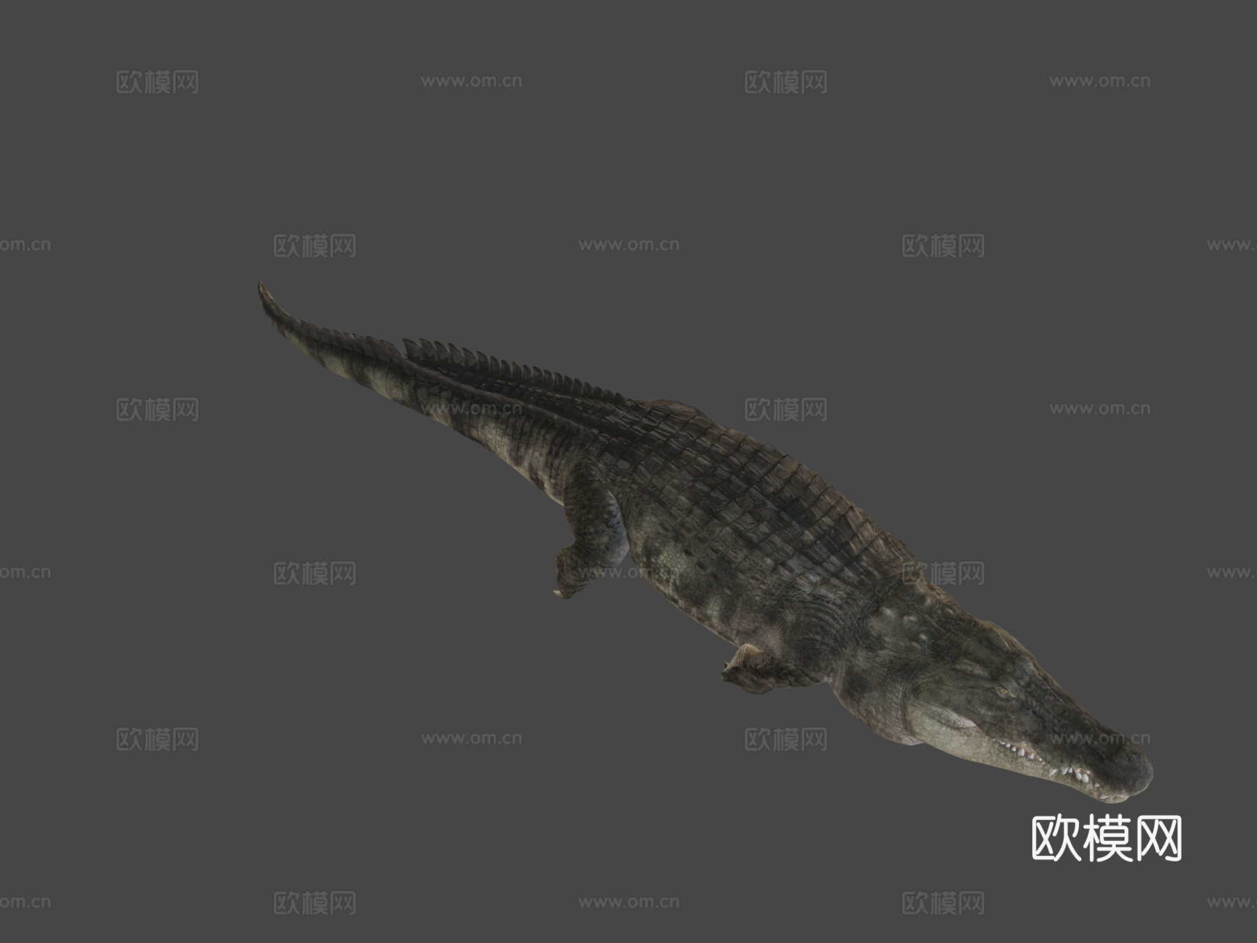 尼罗鳄游泳3d模型