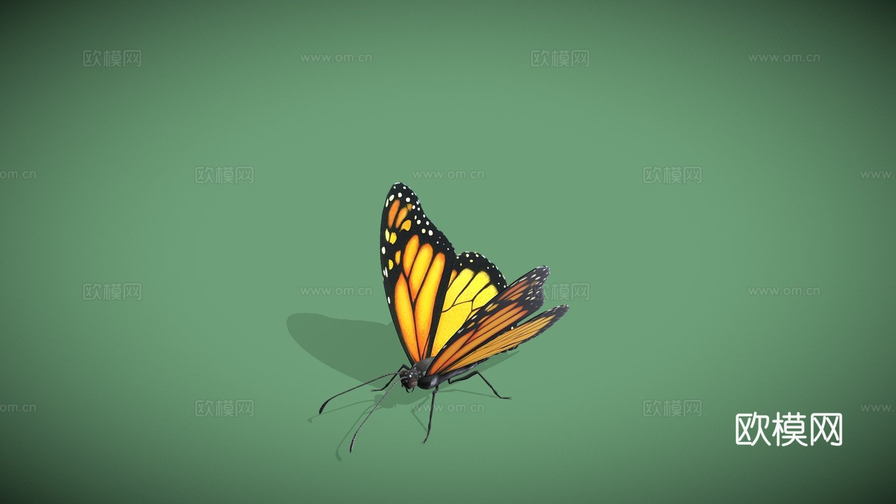 动画飞舞蝴蝶循环3d模型