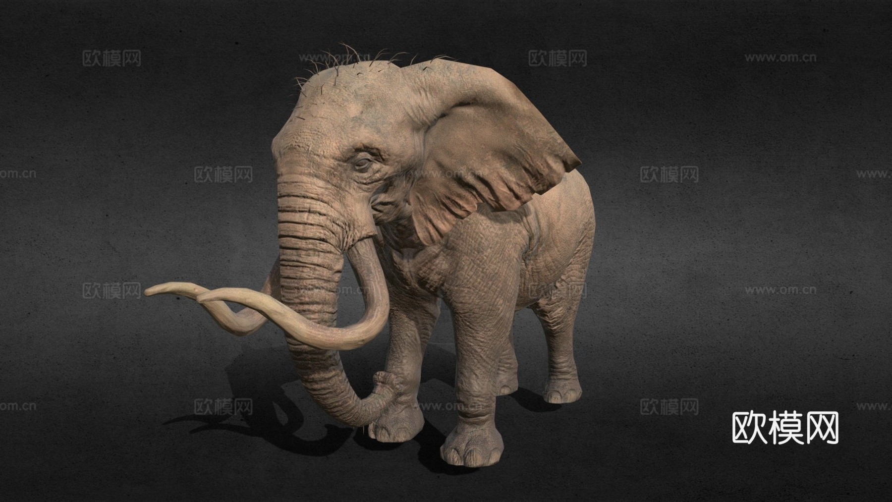 大象待机动画3d模型