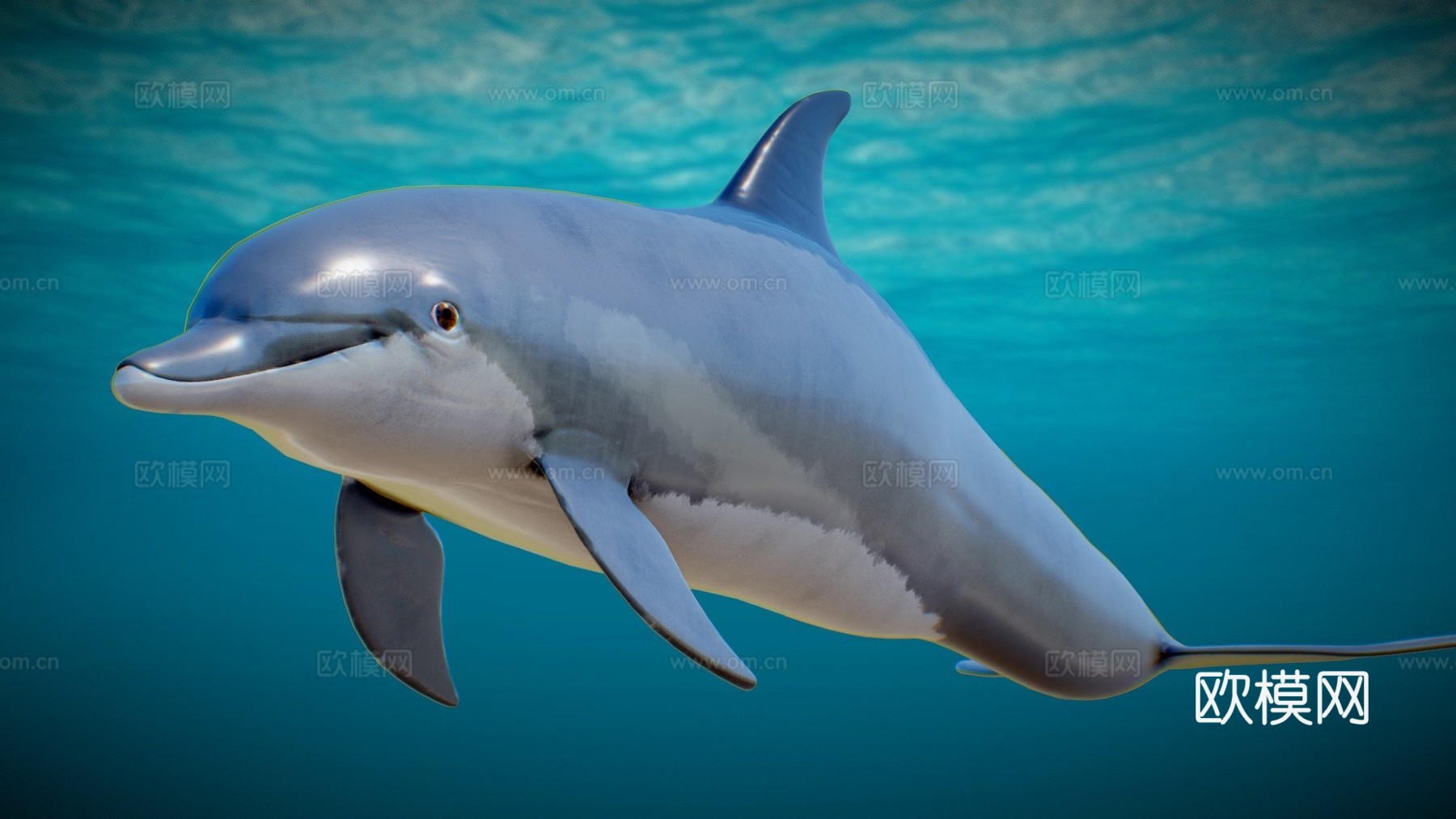 海豚3d模型