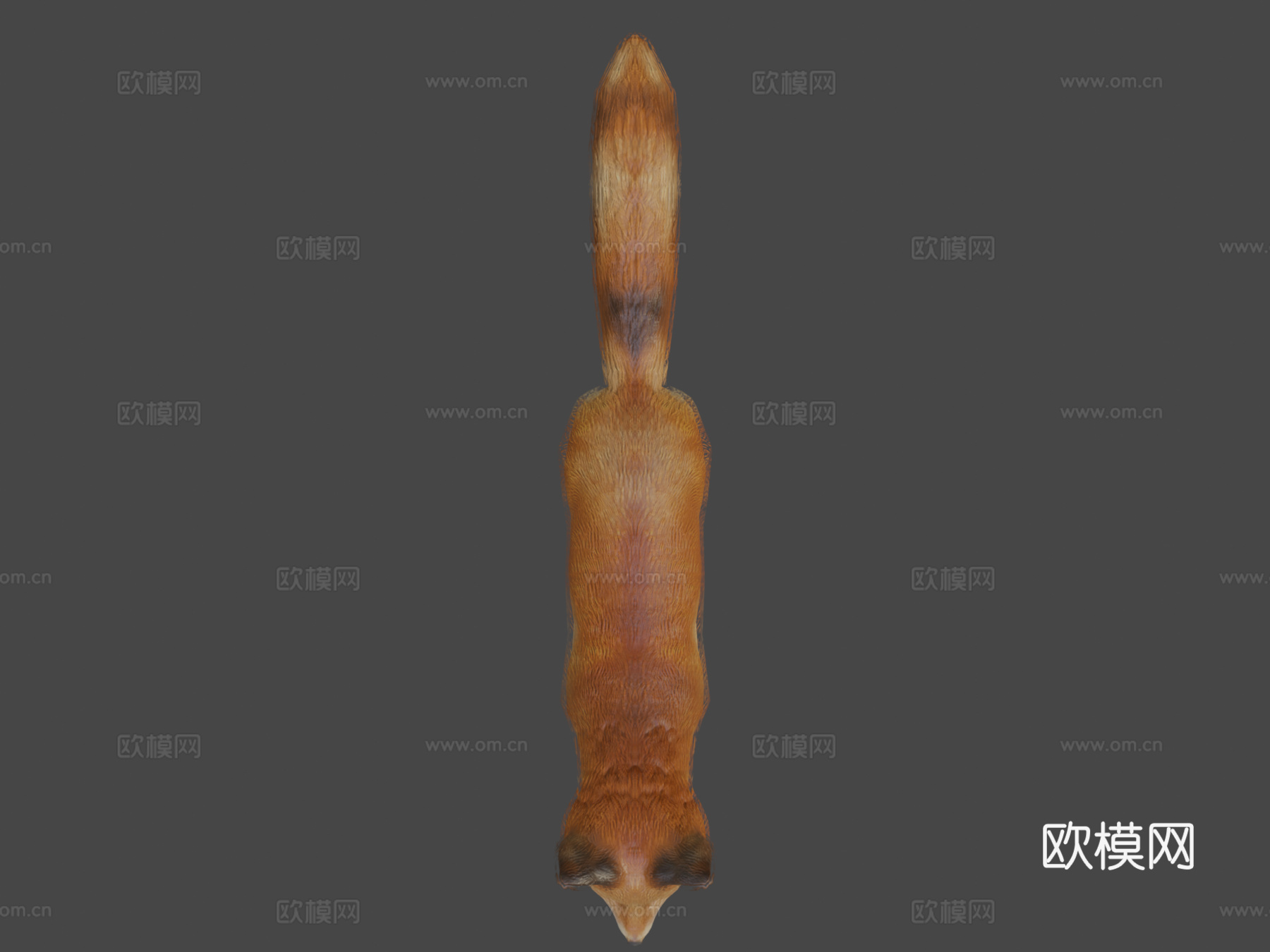 狐狸动画3d模型