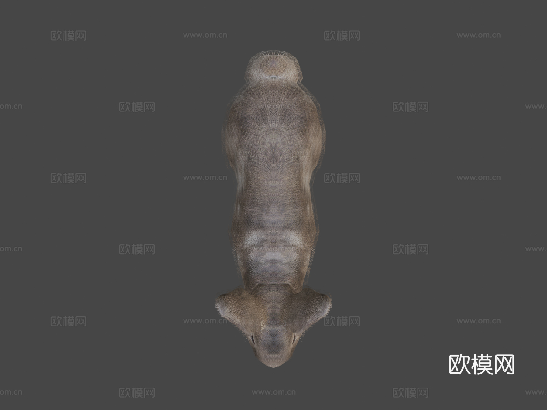 兔子动画3d模型