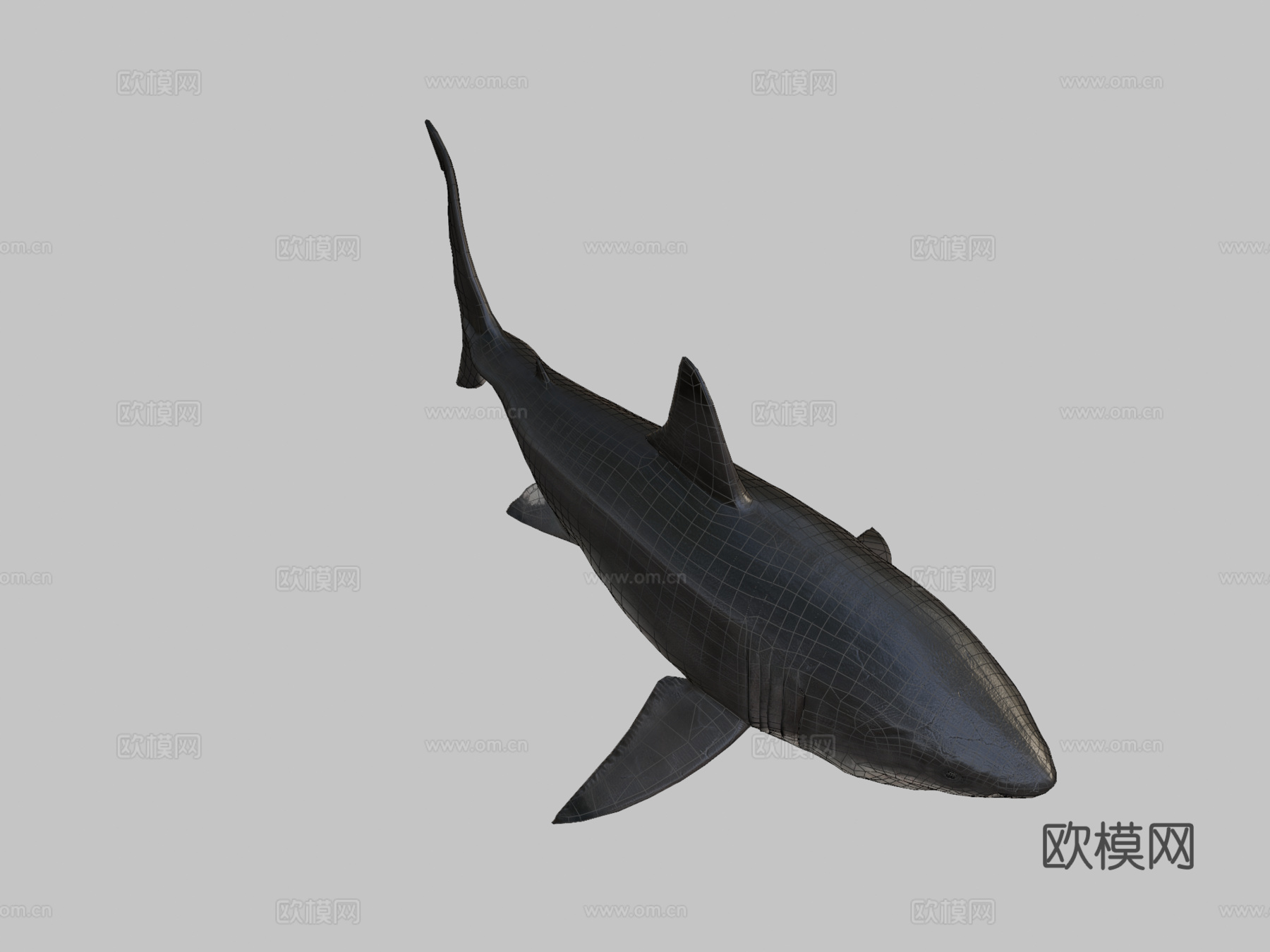 巨齿鲨3d模型