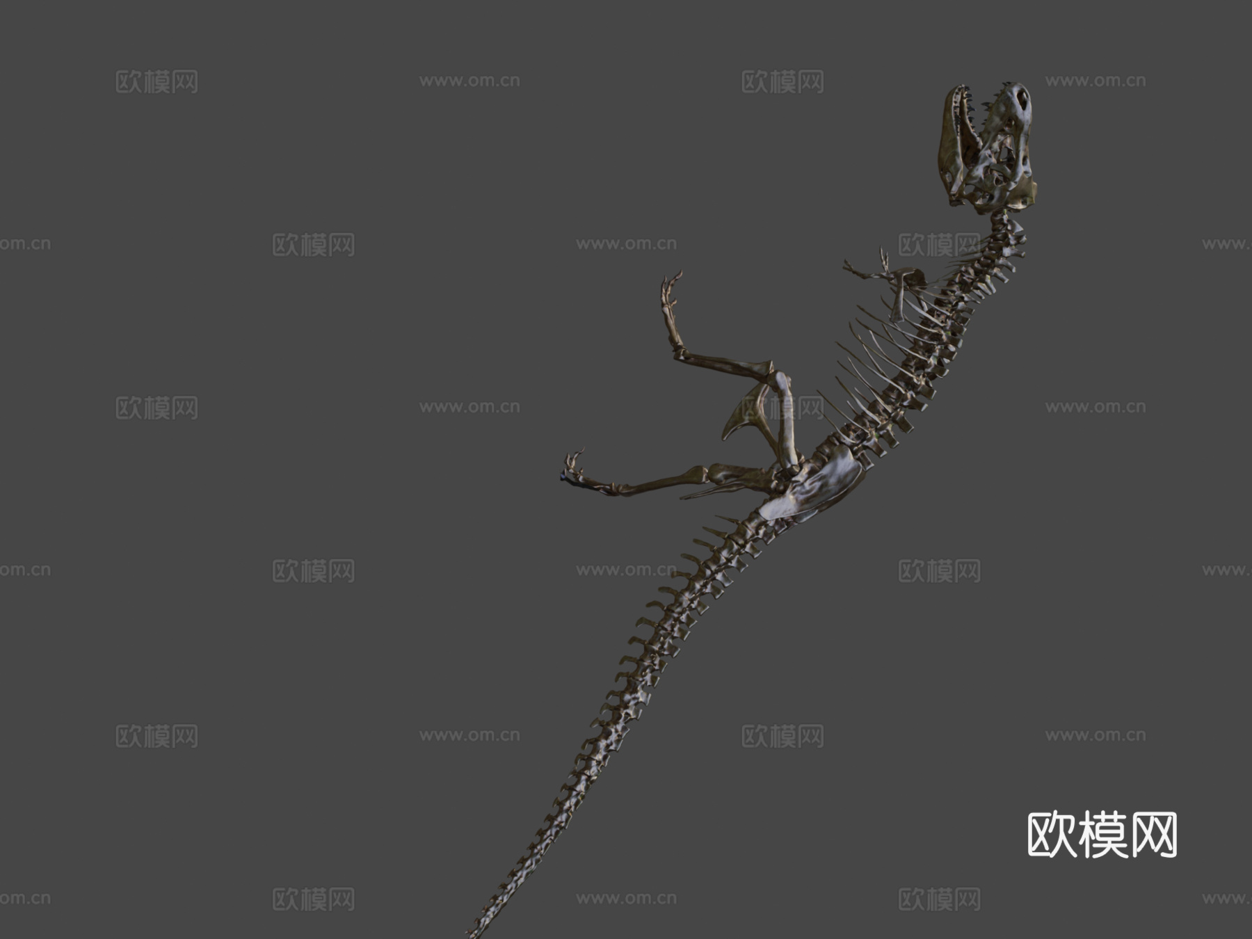 霸王龙骨架3d模型