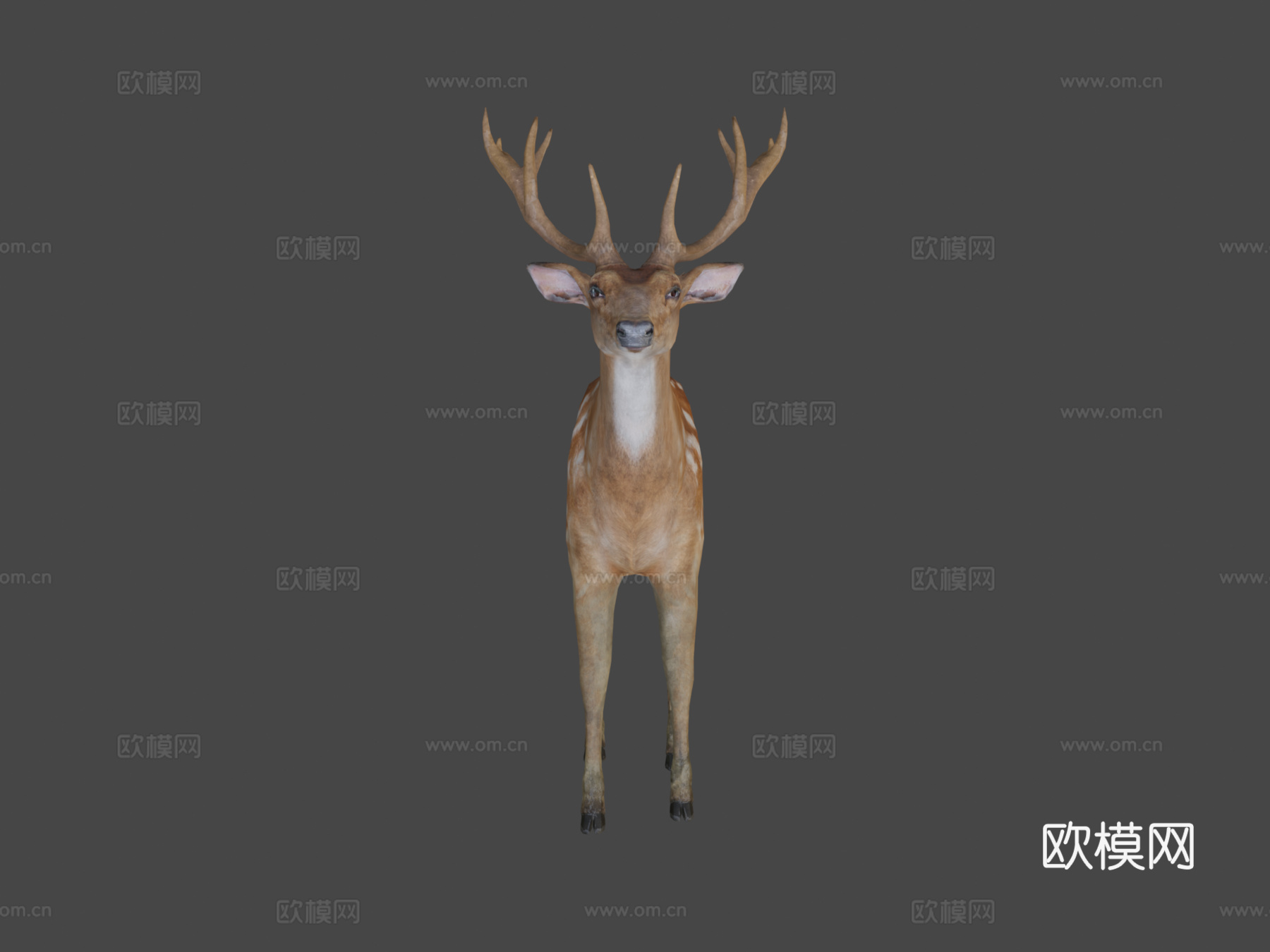 雄鹿3d模型