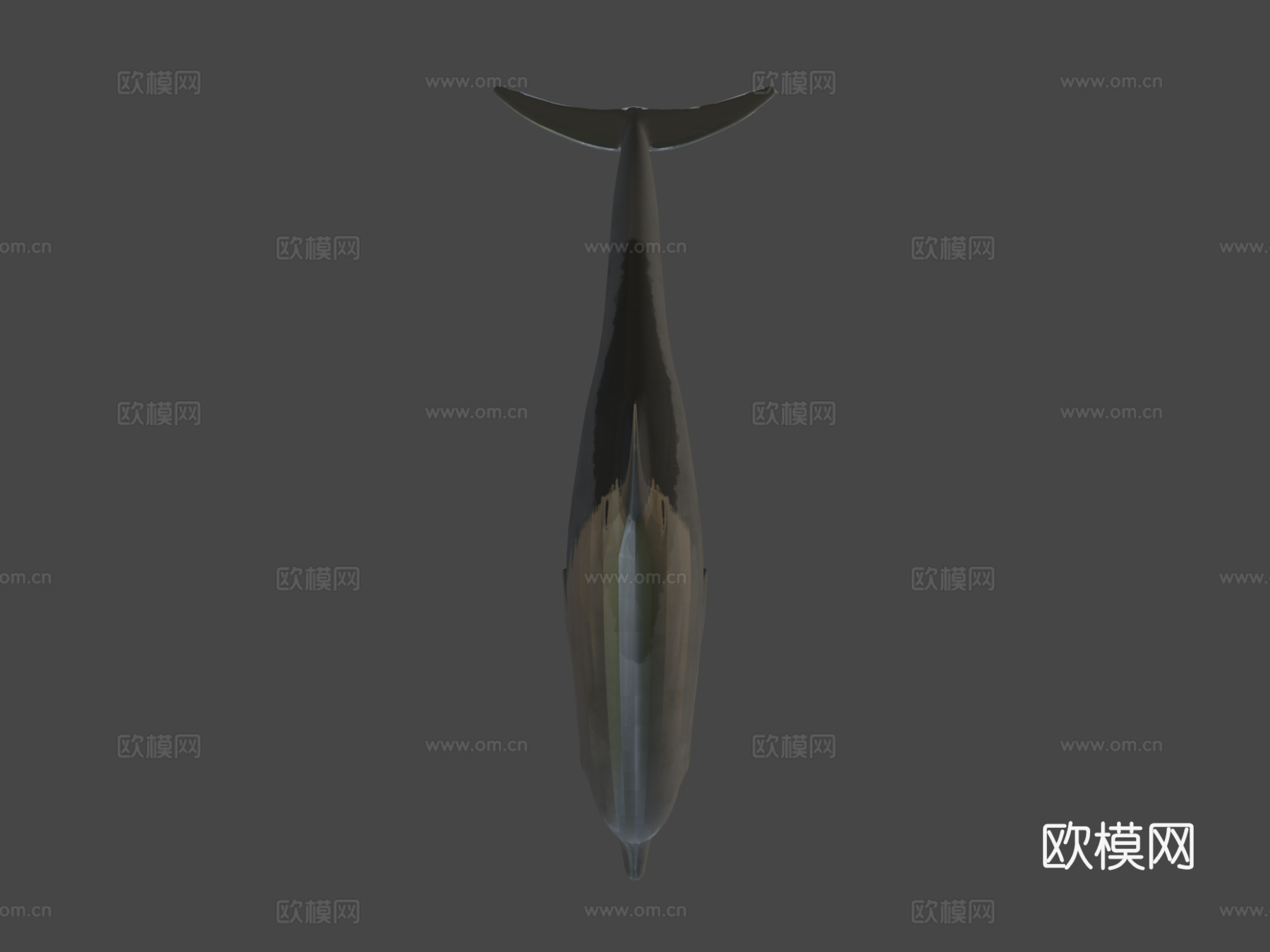 海豚3d模型