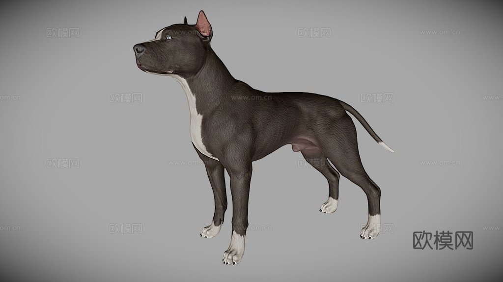 比特犬3d模型