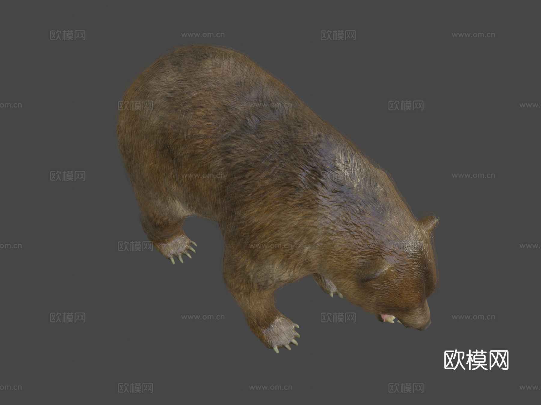 熊动画3d模型