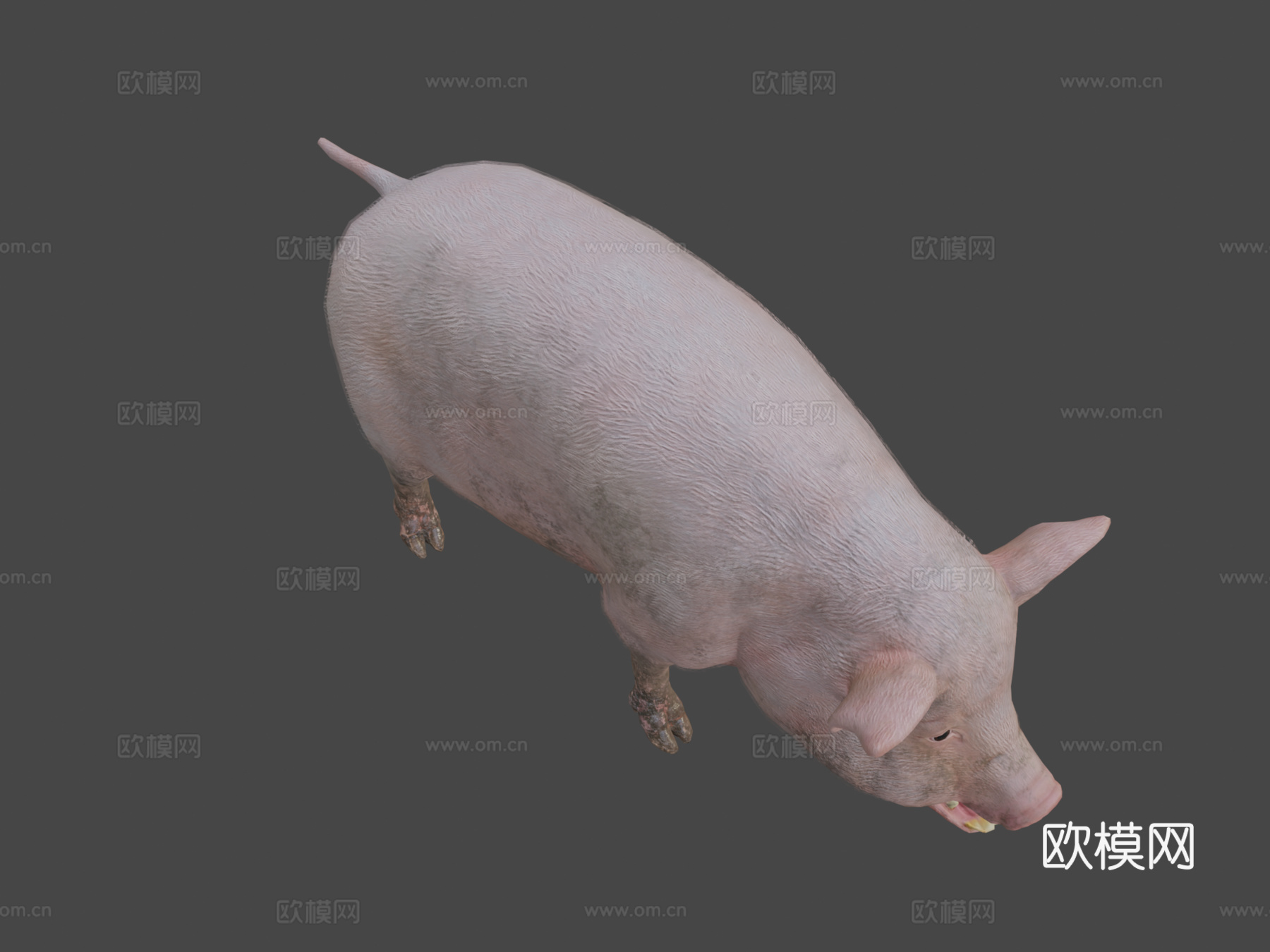 猪动画3d模型