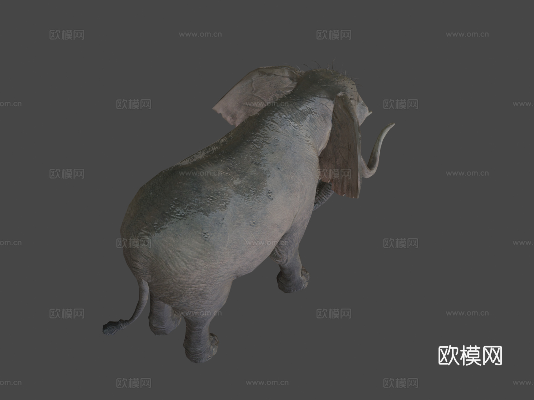 大象待机动画3d模型