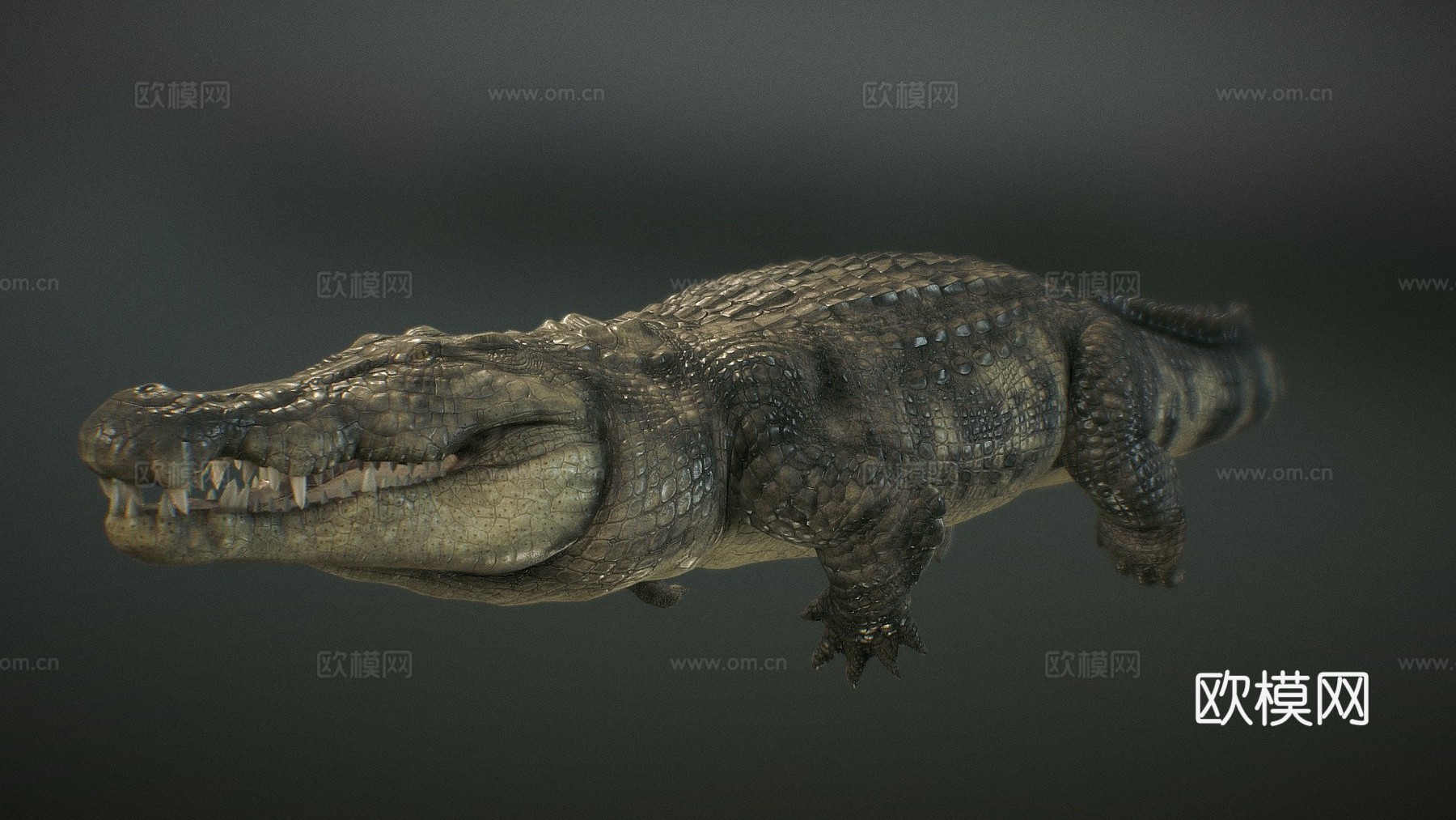 尼罗鳄游泳3d模型