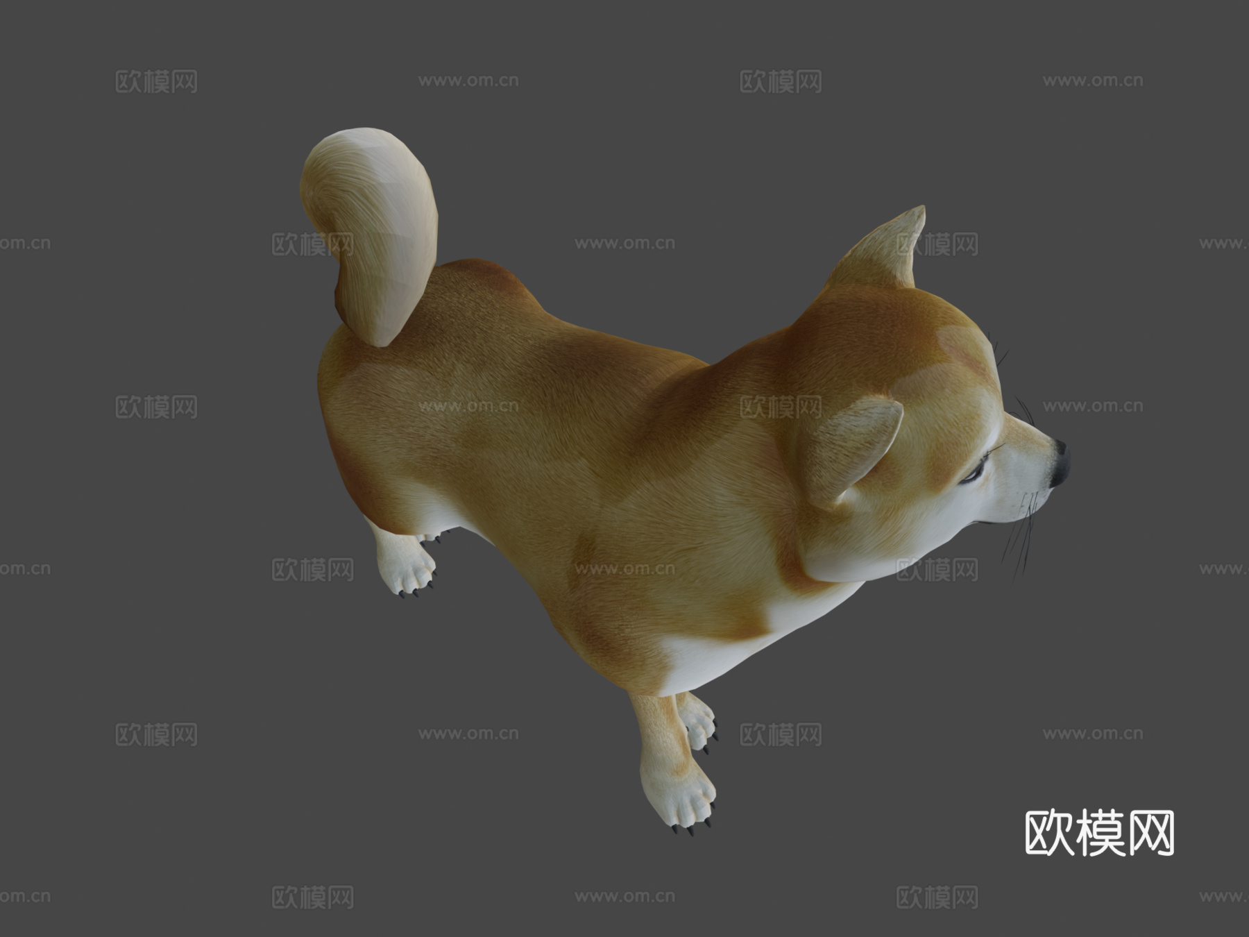 动画狗，柴犬3d模型