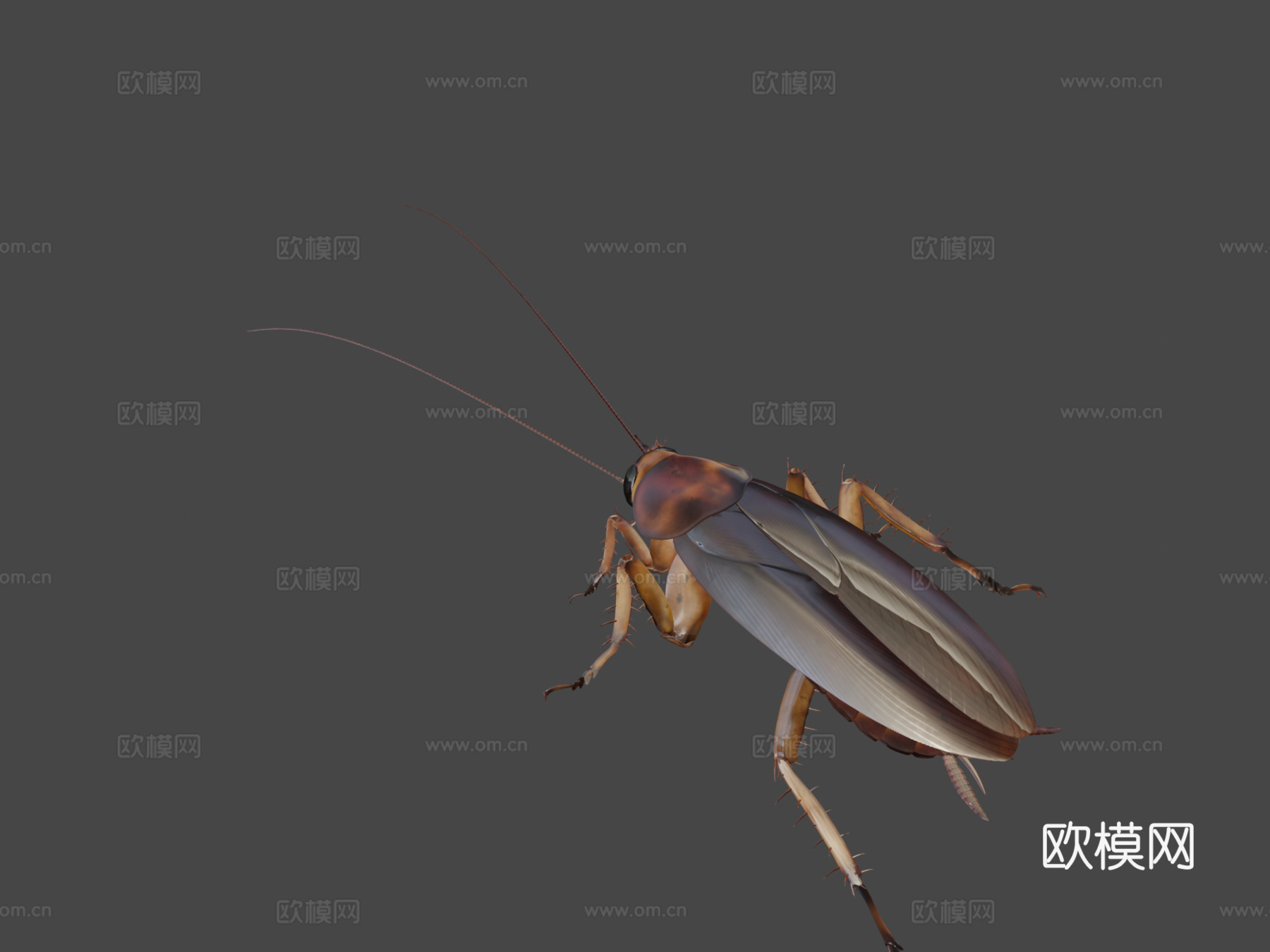 美洲蟑螂3d模型