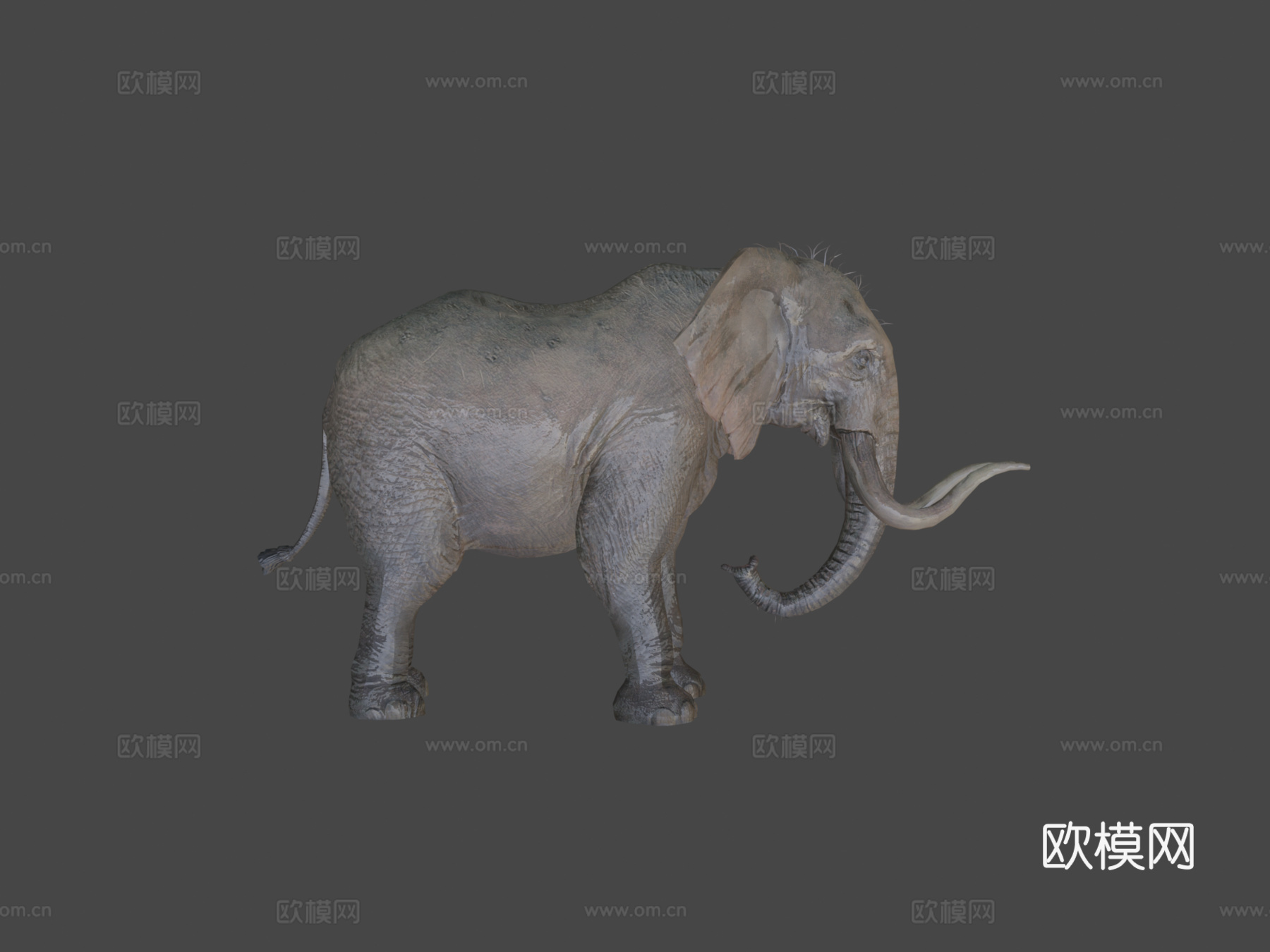 大象待机动画3d模型