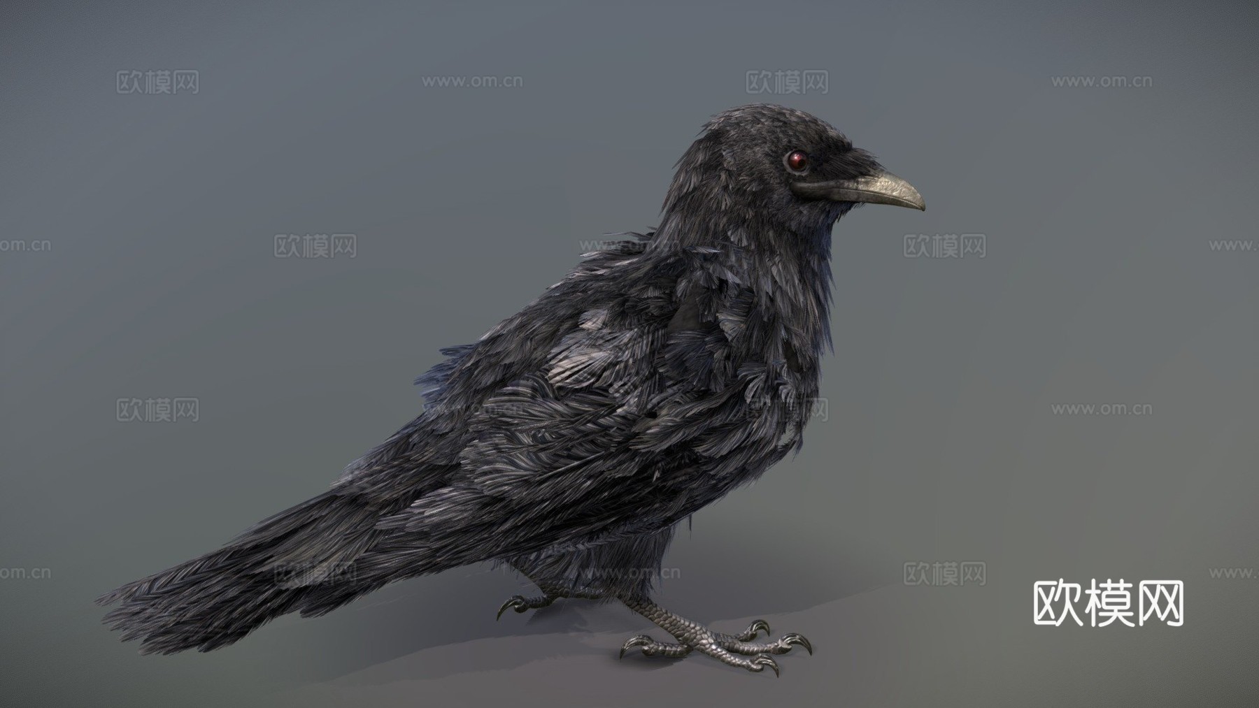 美洲乌鸦3d模型