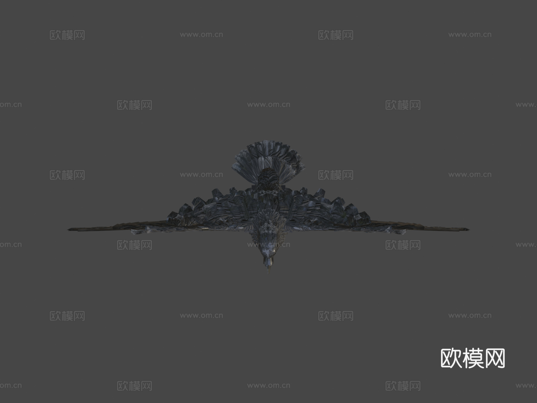 美洲乌鸦3d模型
