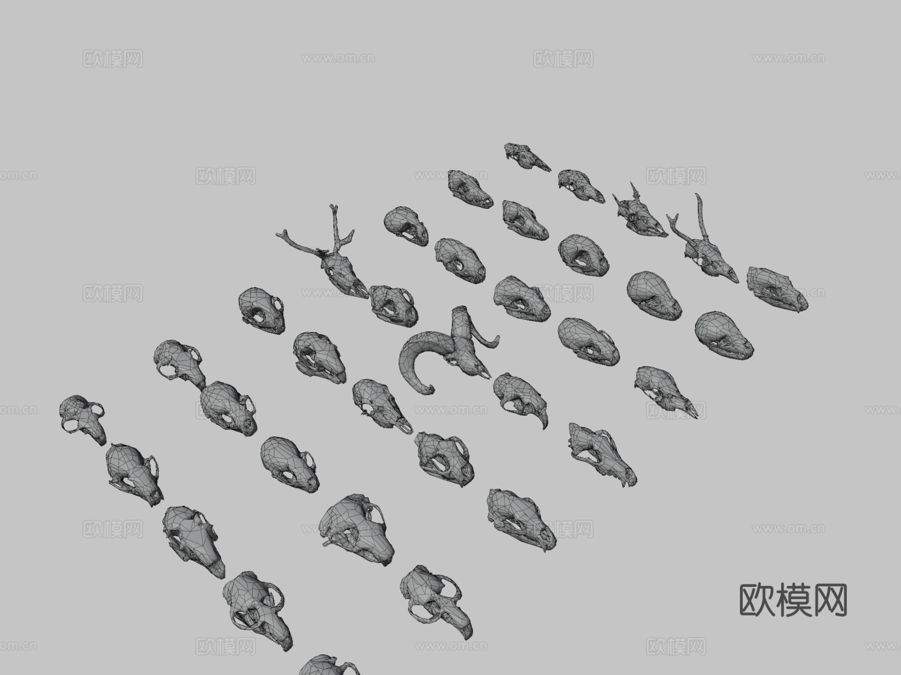 低多边形动物头骨-13d模型