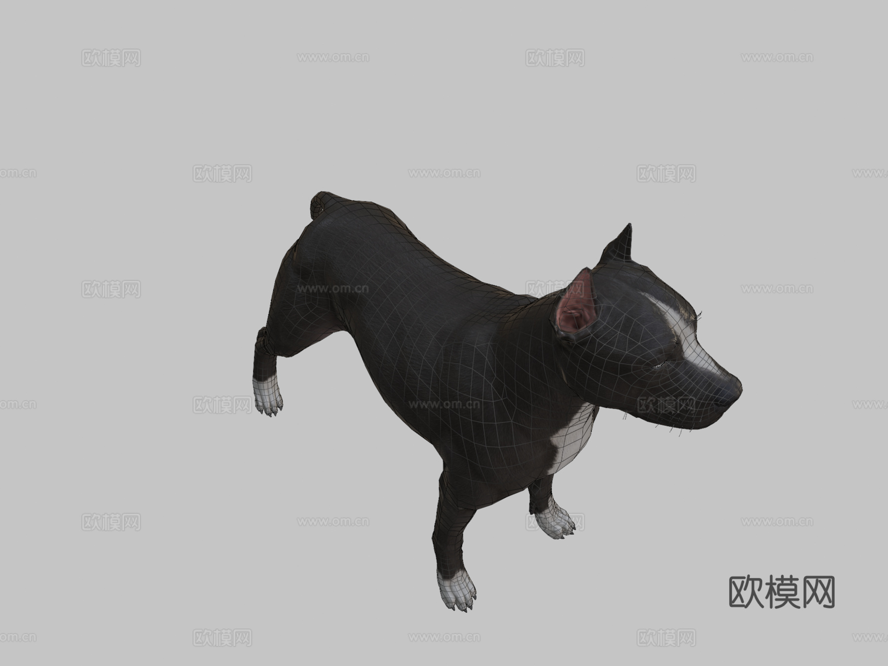 比特犬3d模型