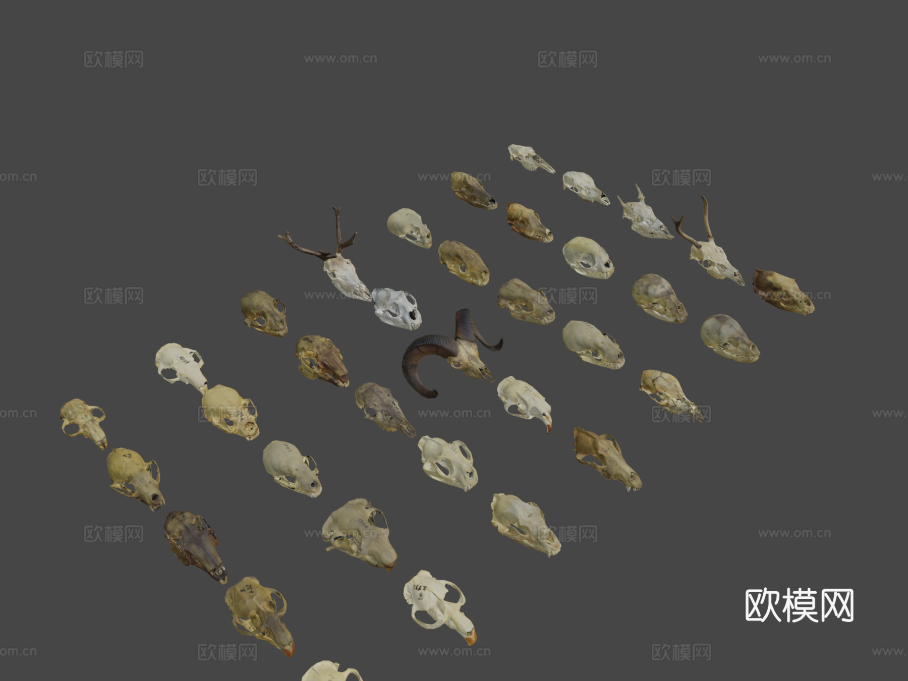 低多边形动物头骨-13d模型