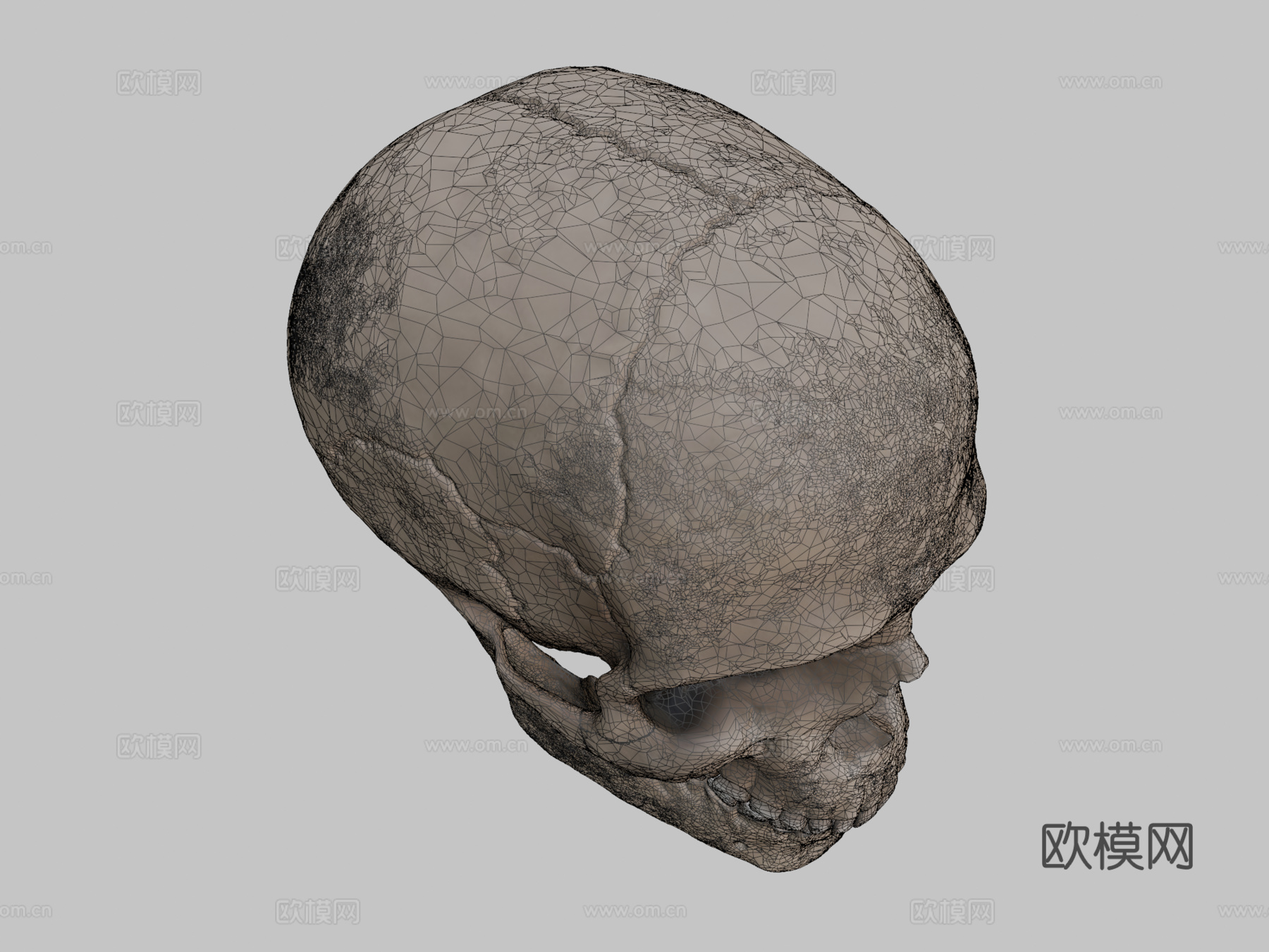 人类头骨-人类颅骨3d模型